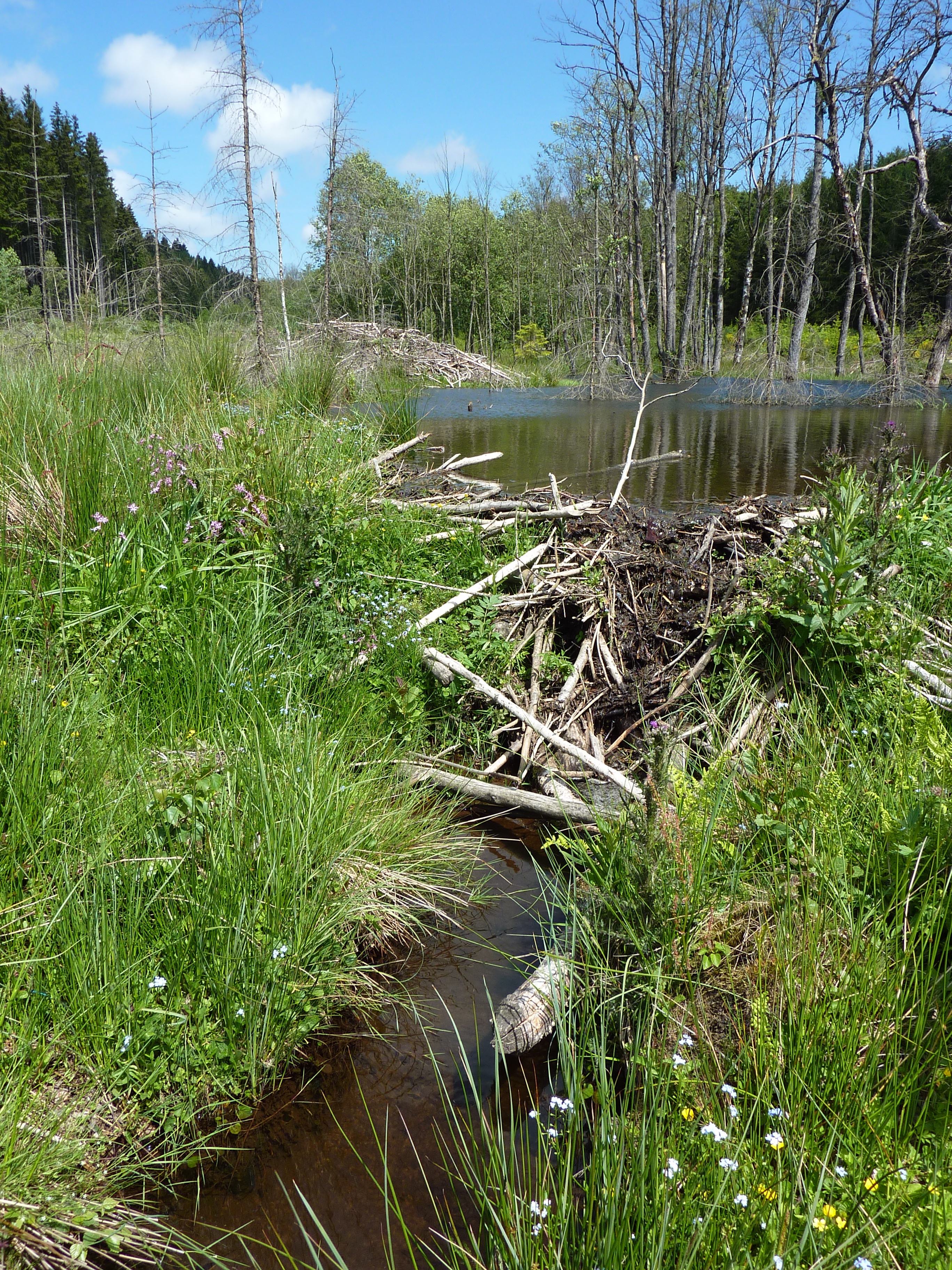 Bevers spelen een sleutelrol in een natuurlijker waterhuishouding in beken en rivieren. 