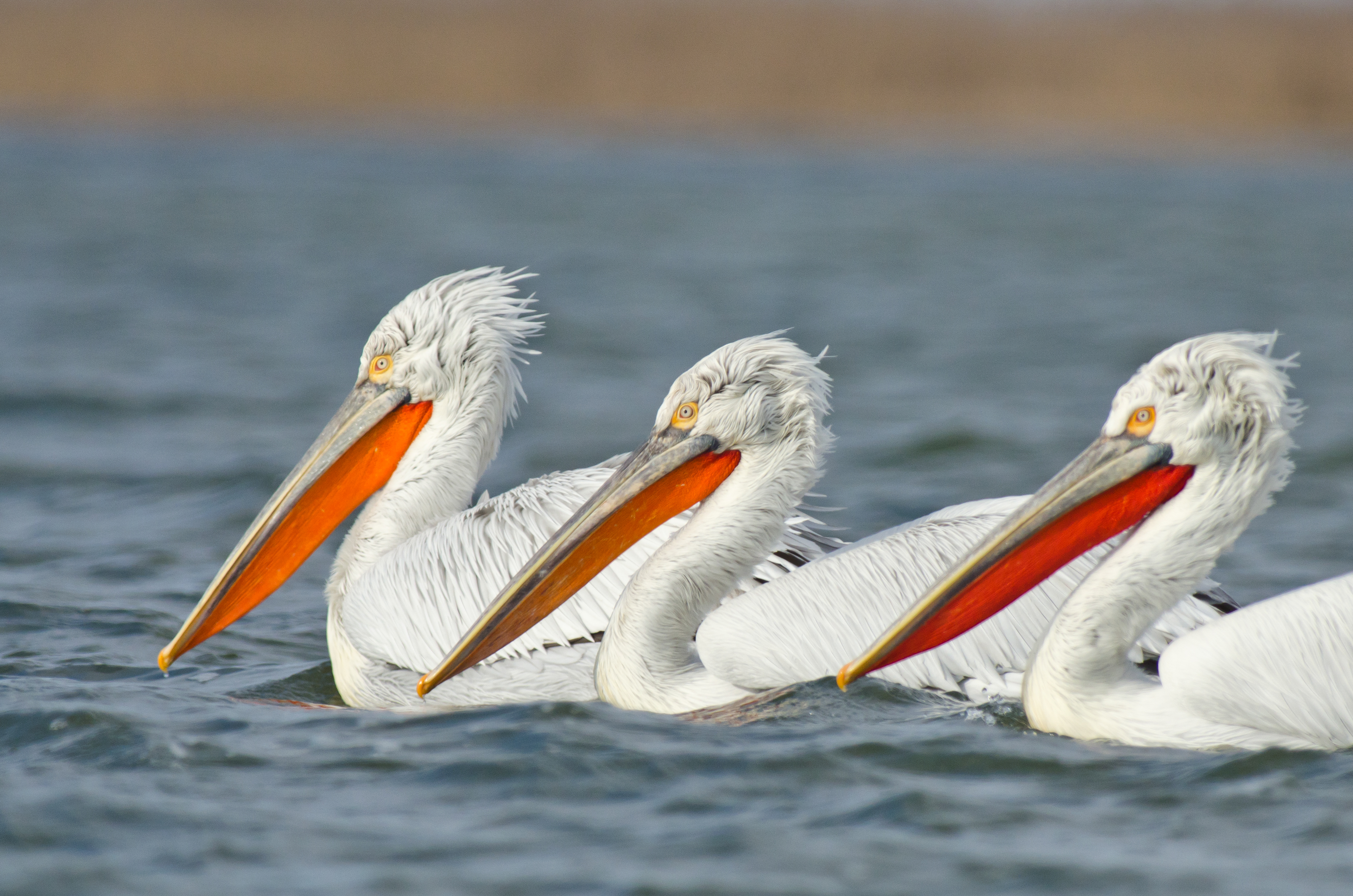 Drie kroeskoppelikanen op een rij in het water. Te zien zijn hun warrige coupes en knaloranje keelzakken.