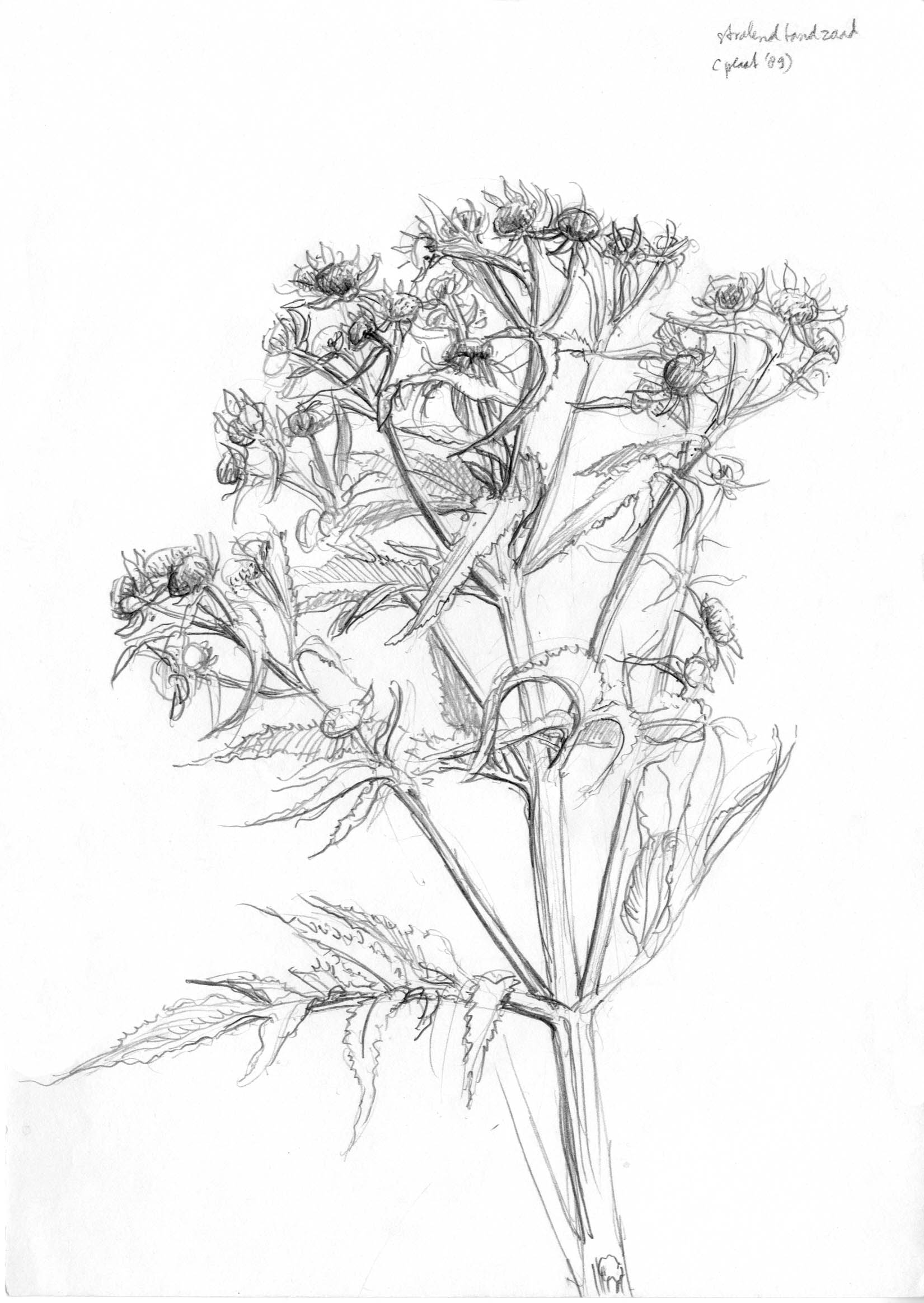 Tekening van Riviertandzaad, ontdekt door Willem Overmars. Tekening: Jeroen Helmer