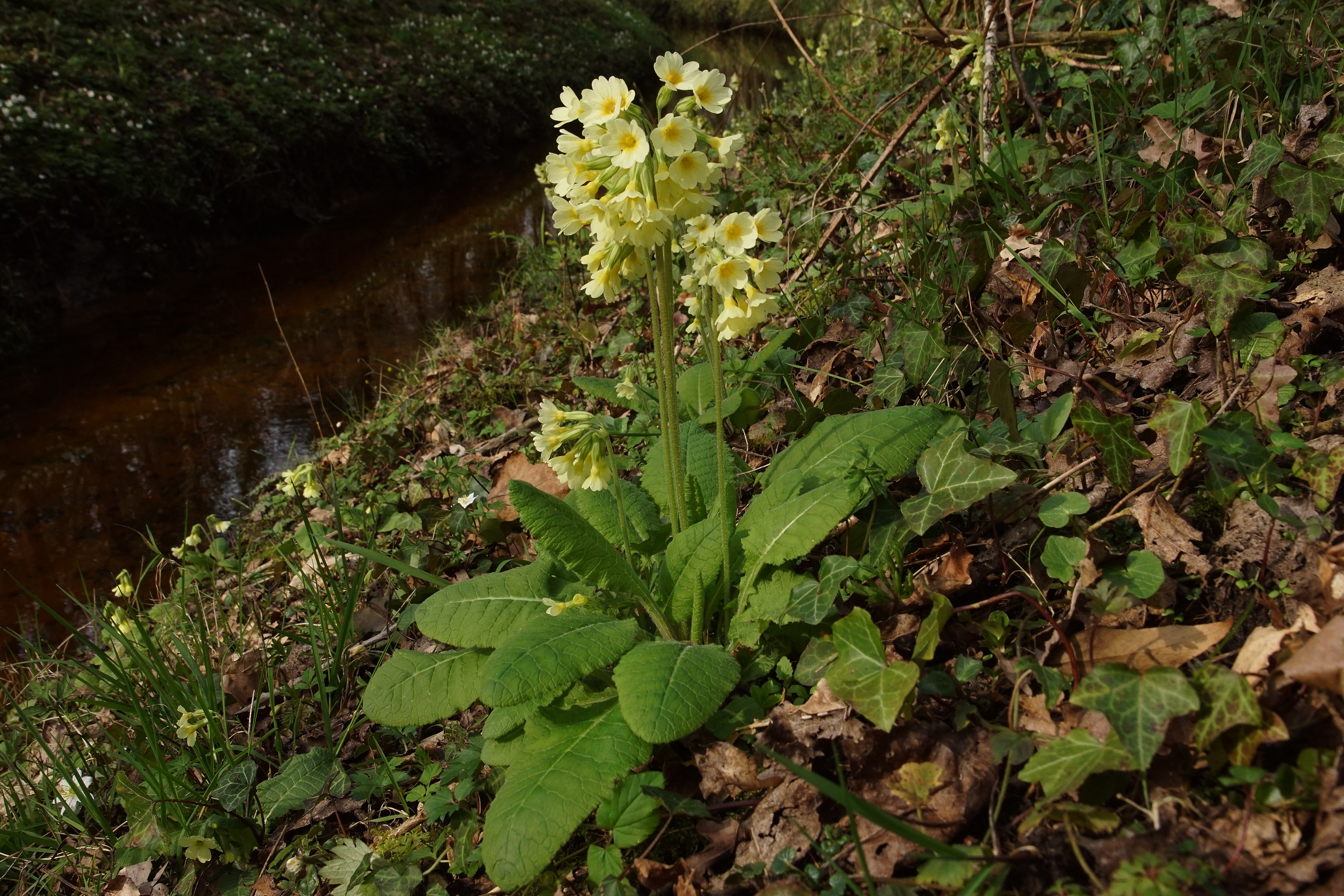 Slanke sleutelbloem. Foto: Bert Vervoort