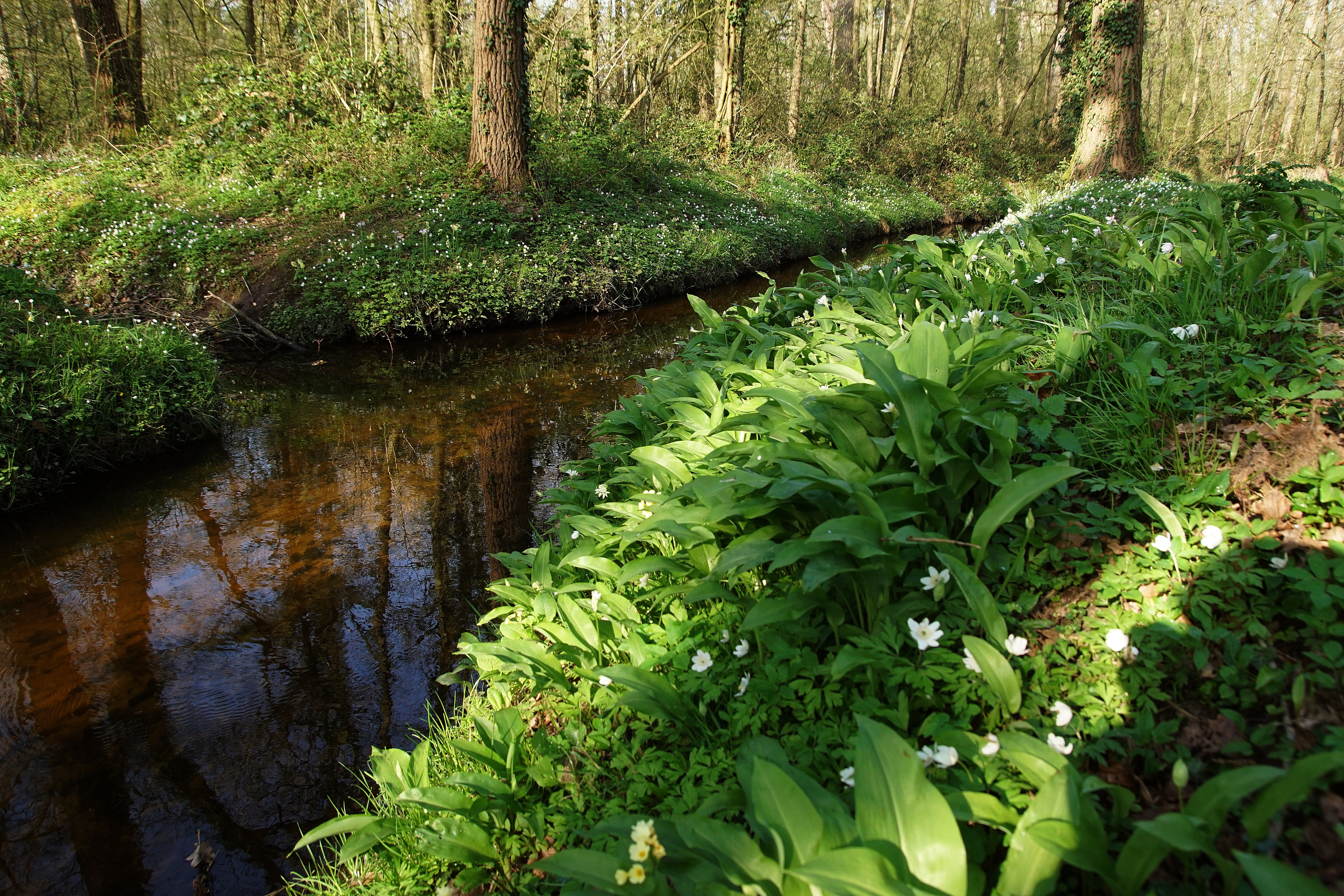 Ook daslook komt in het gebied voor (foto: Bert Vervoort) 