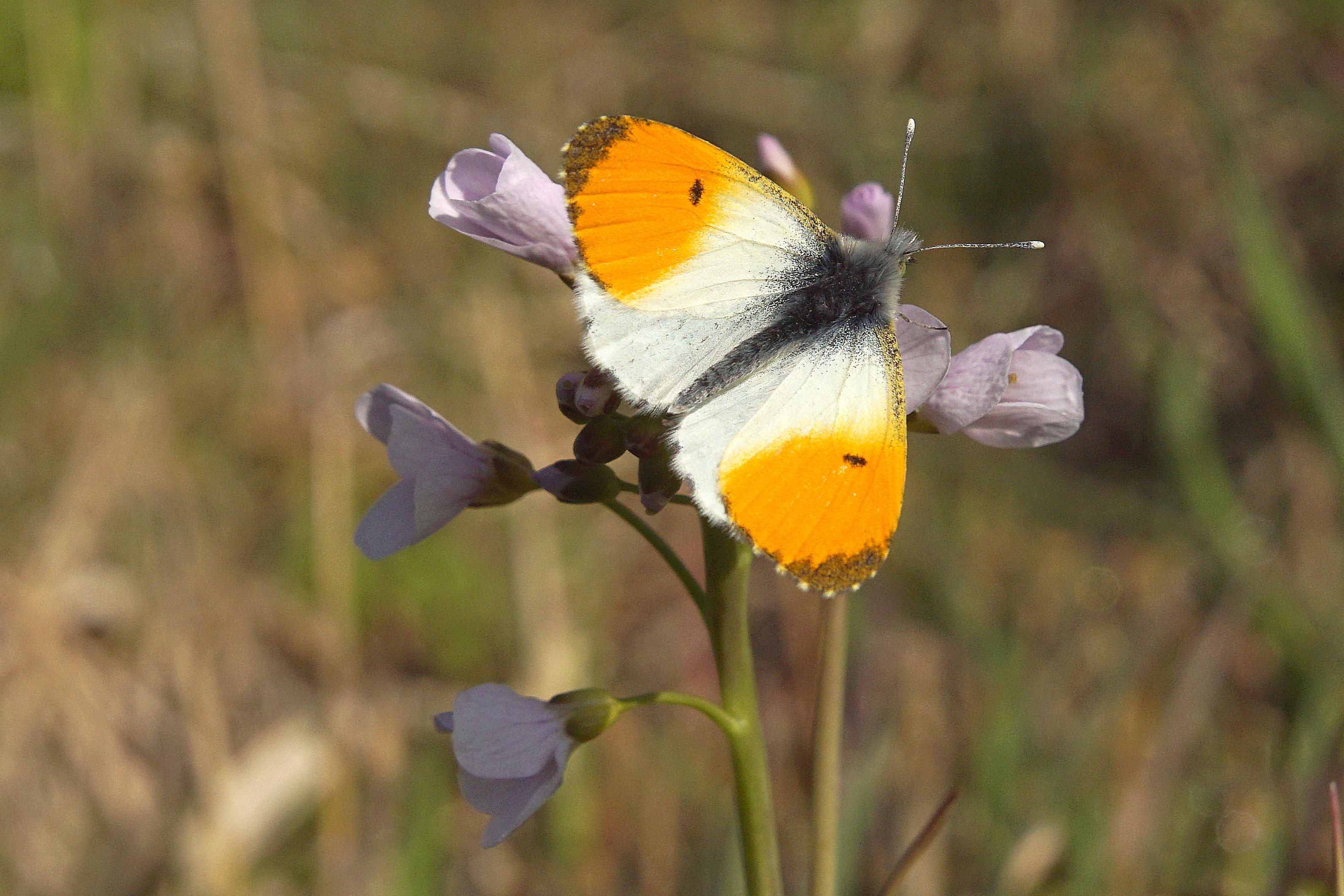 Oranjetipje bij de Beeksche waterloop (Foto: Bert Vervoort)