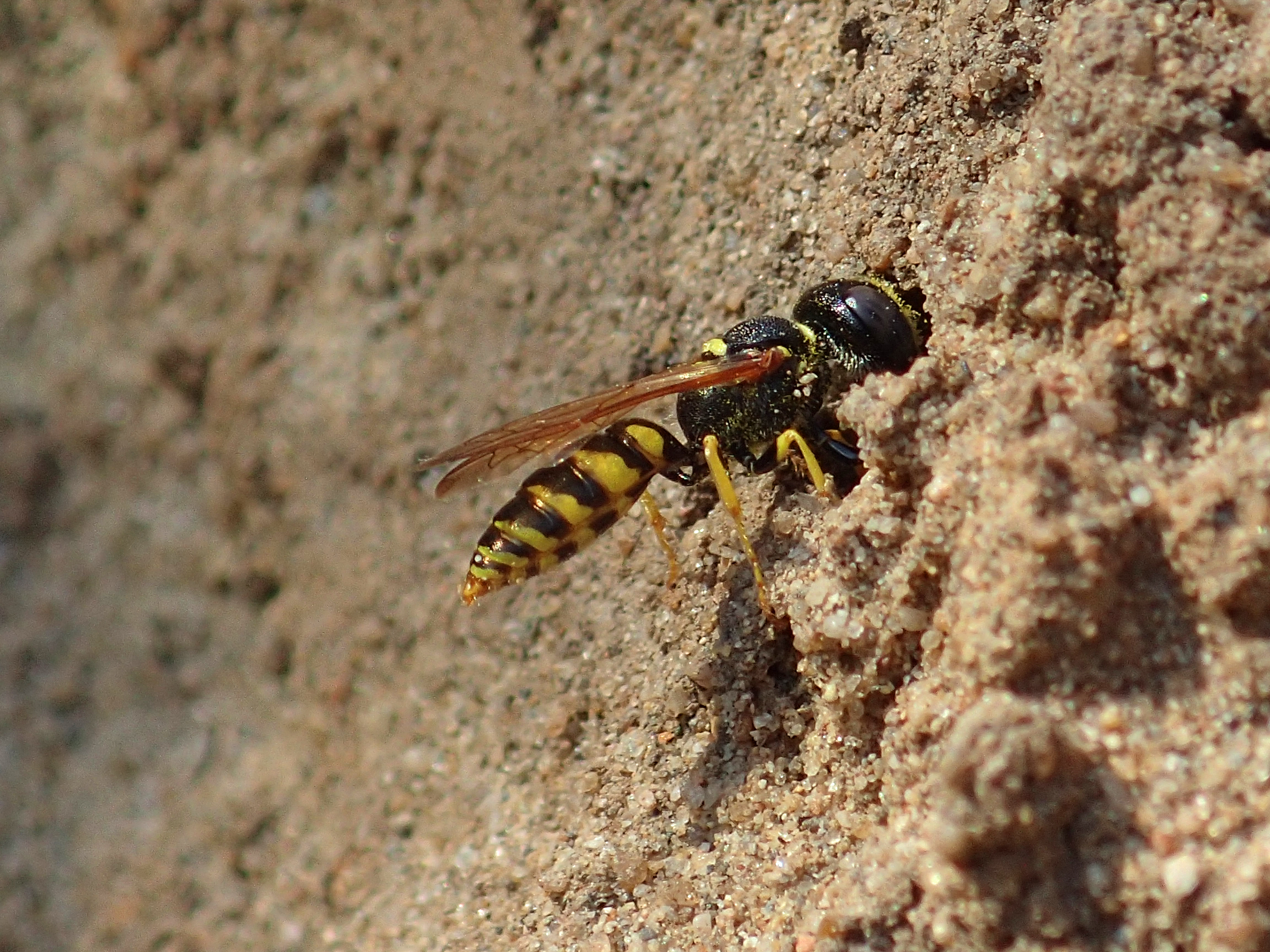 Mannetje van de bijenwolf graaft een slaaphol