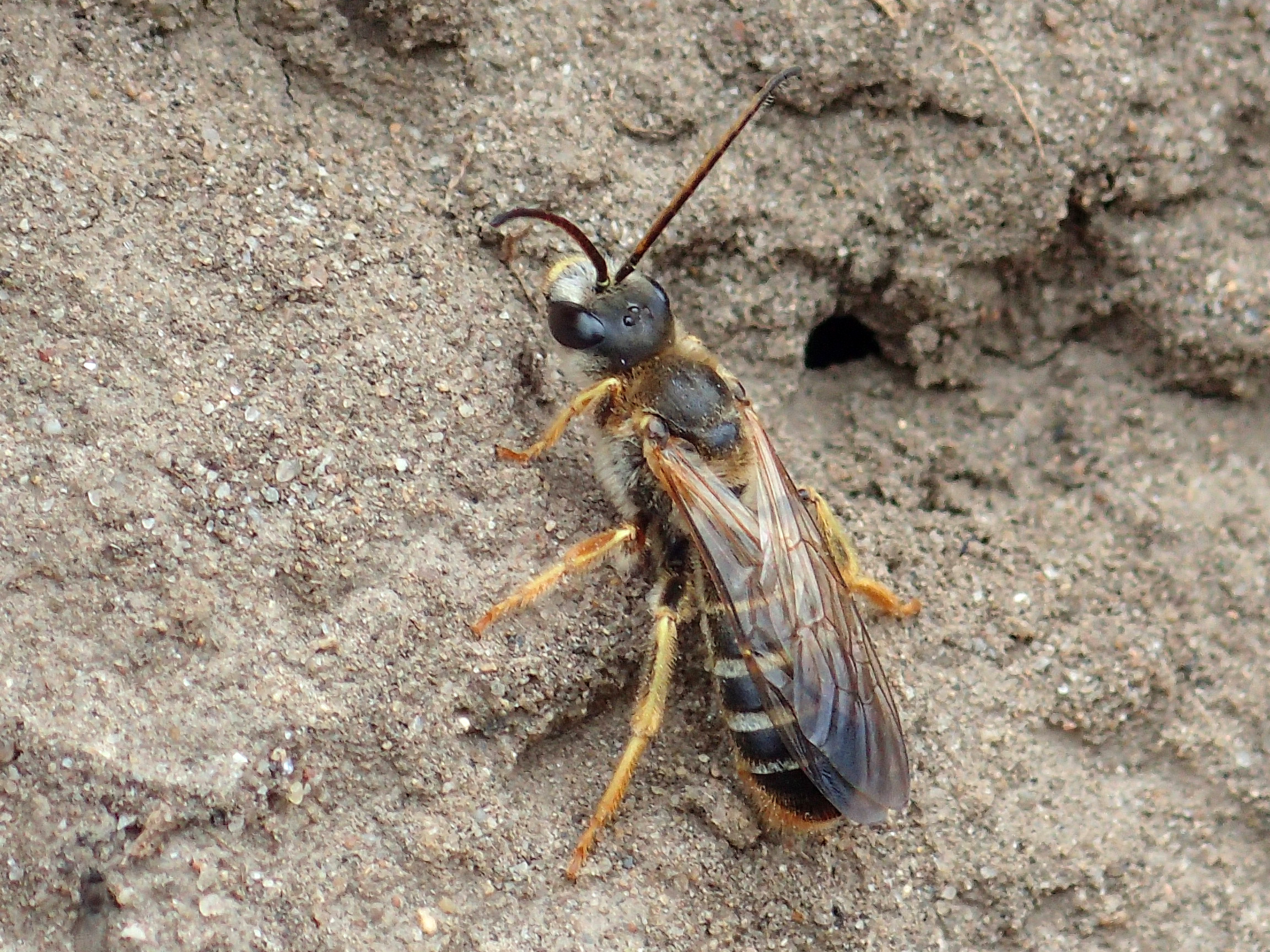 Man vierbandgroefbij