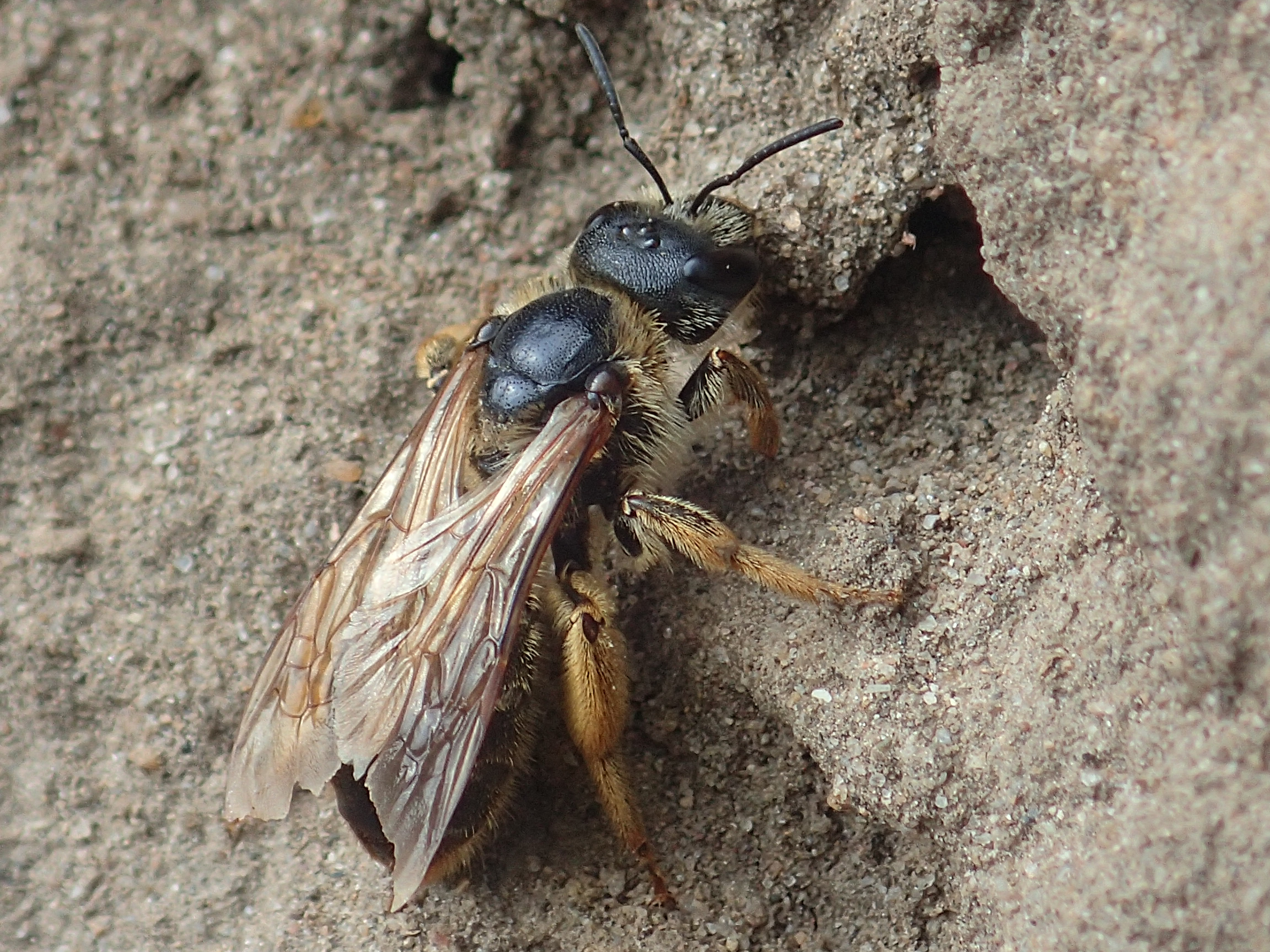 Vrouw vierbandgroefbij