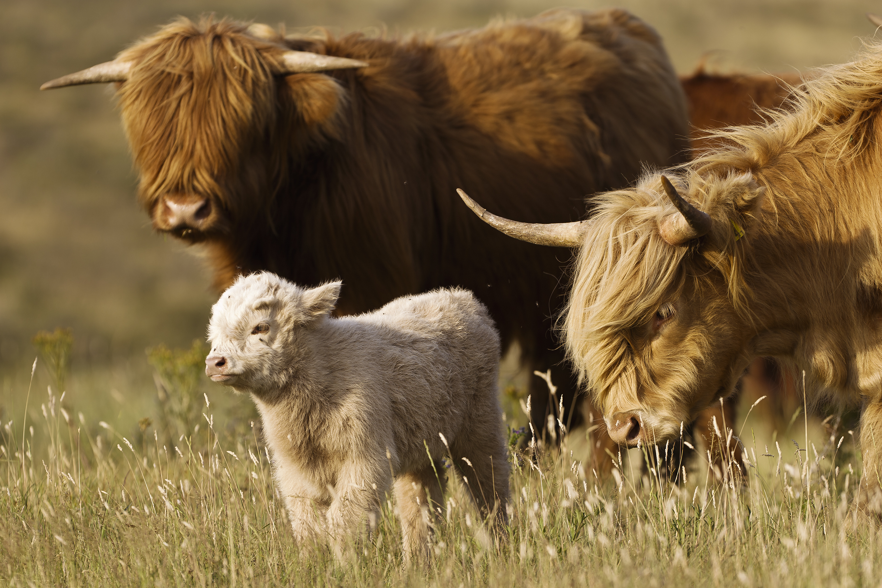 Schotse hooglanders met kalf (niet van dit jaar). Foto: Ruud Maaskant