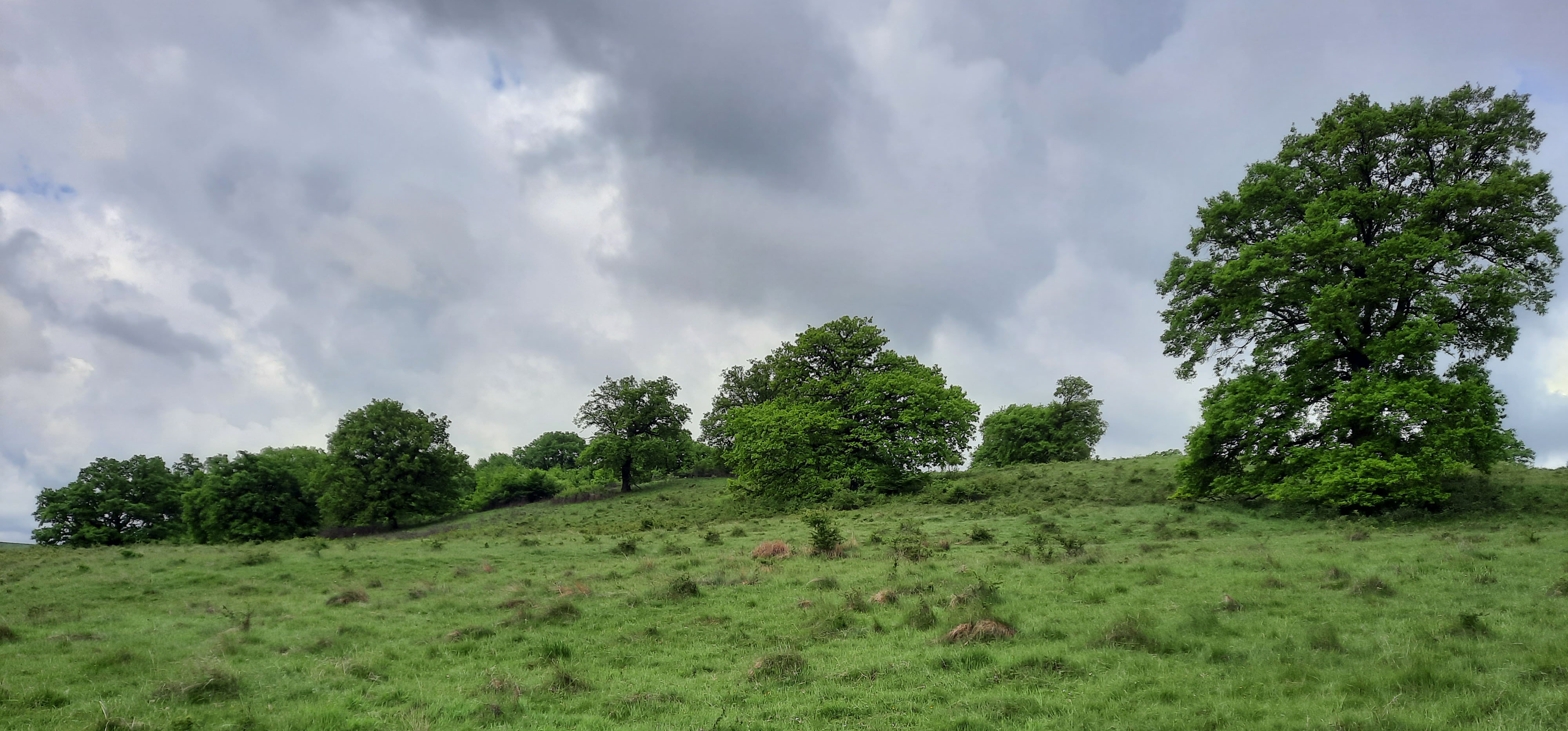 Boomweide in Transylvanië