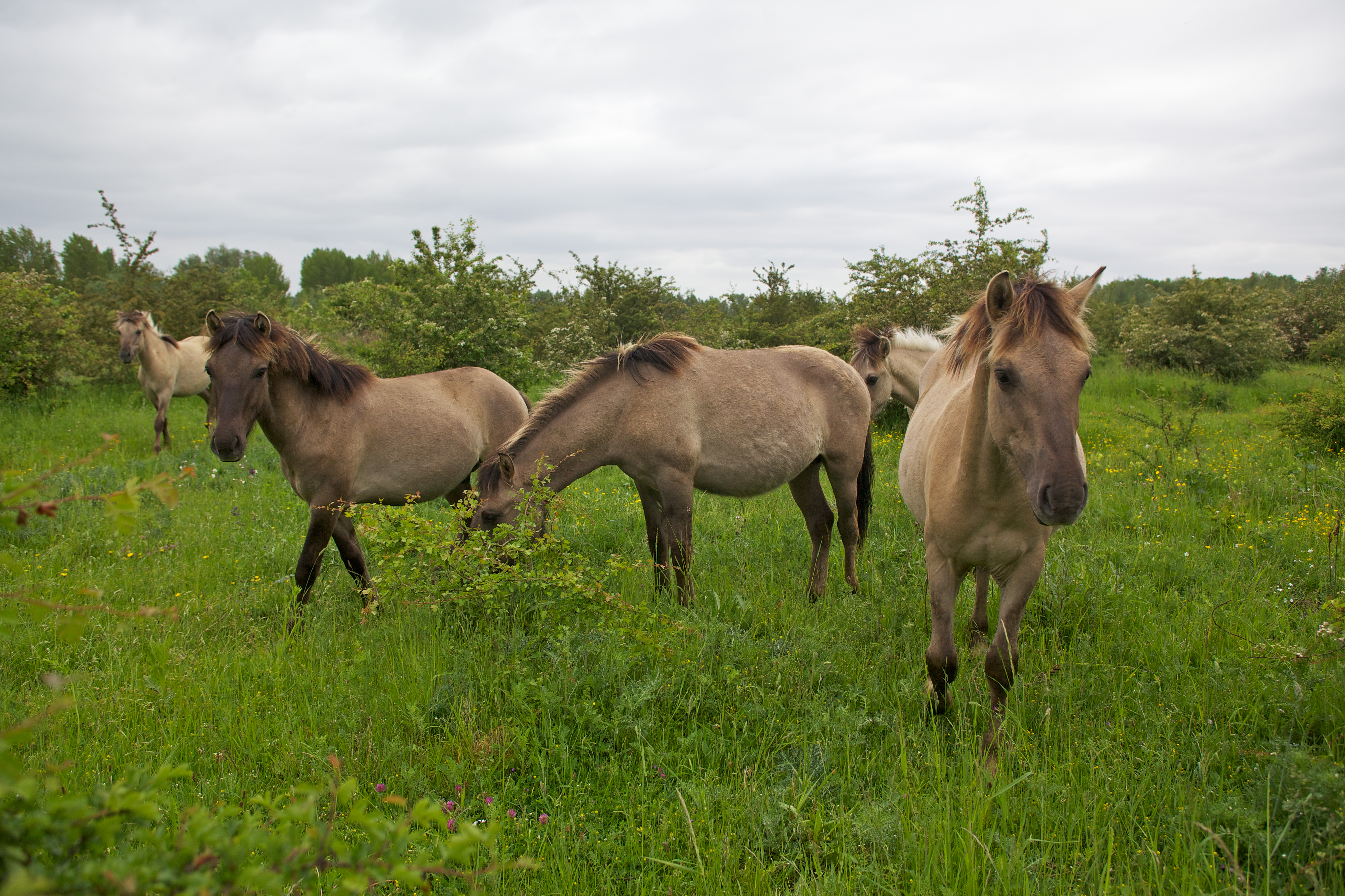 Konikpaarden in de Gelderse Poort