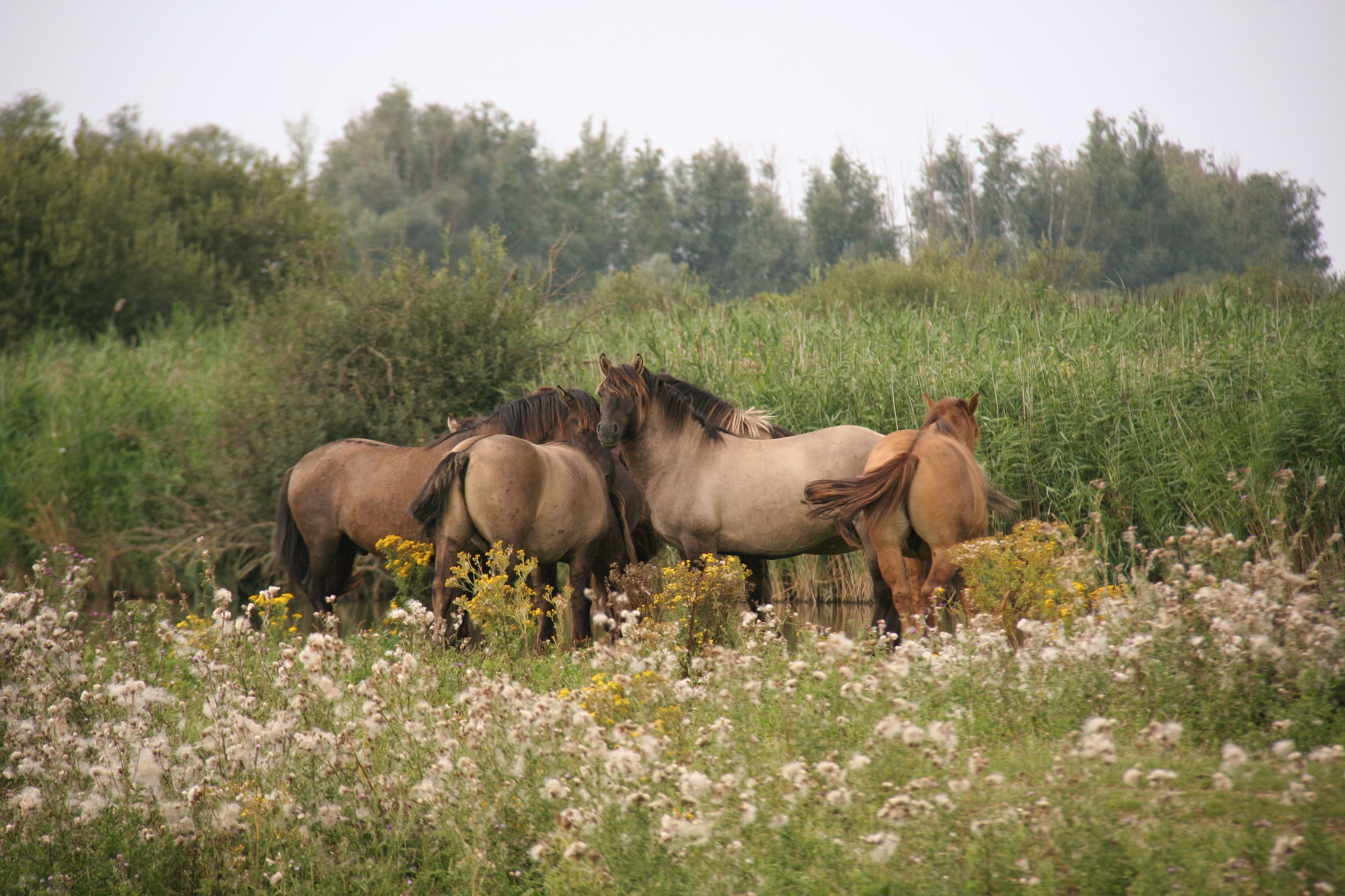 Konikpaarden; nauw verwant aan het oorspronkelijke Noord-Europese wilde paard, de tarpan.