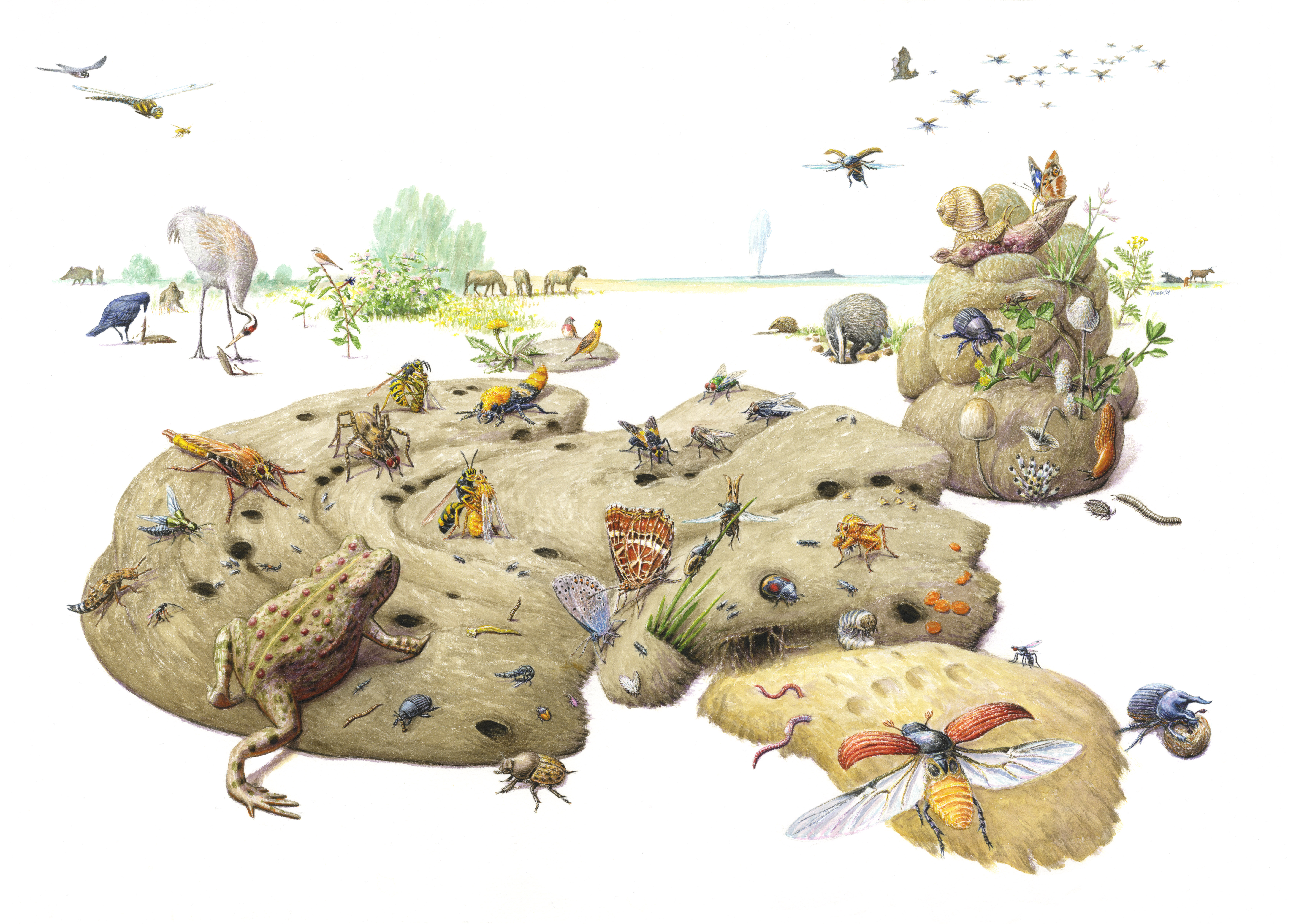 Allerlei soorten profiteren van gezonde poep. Tekening: Jeroen Helmer