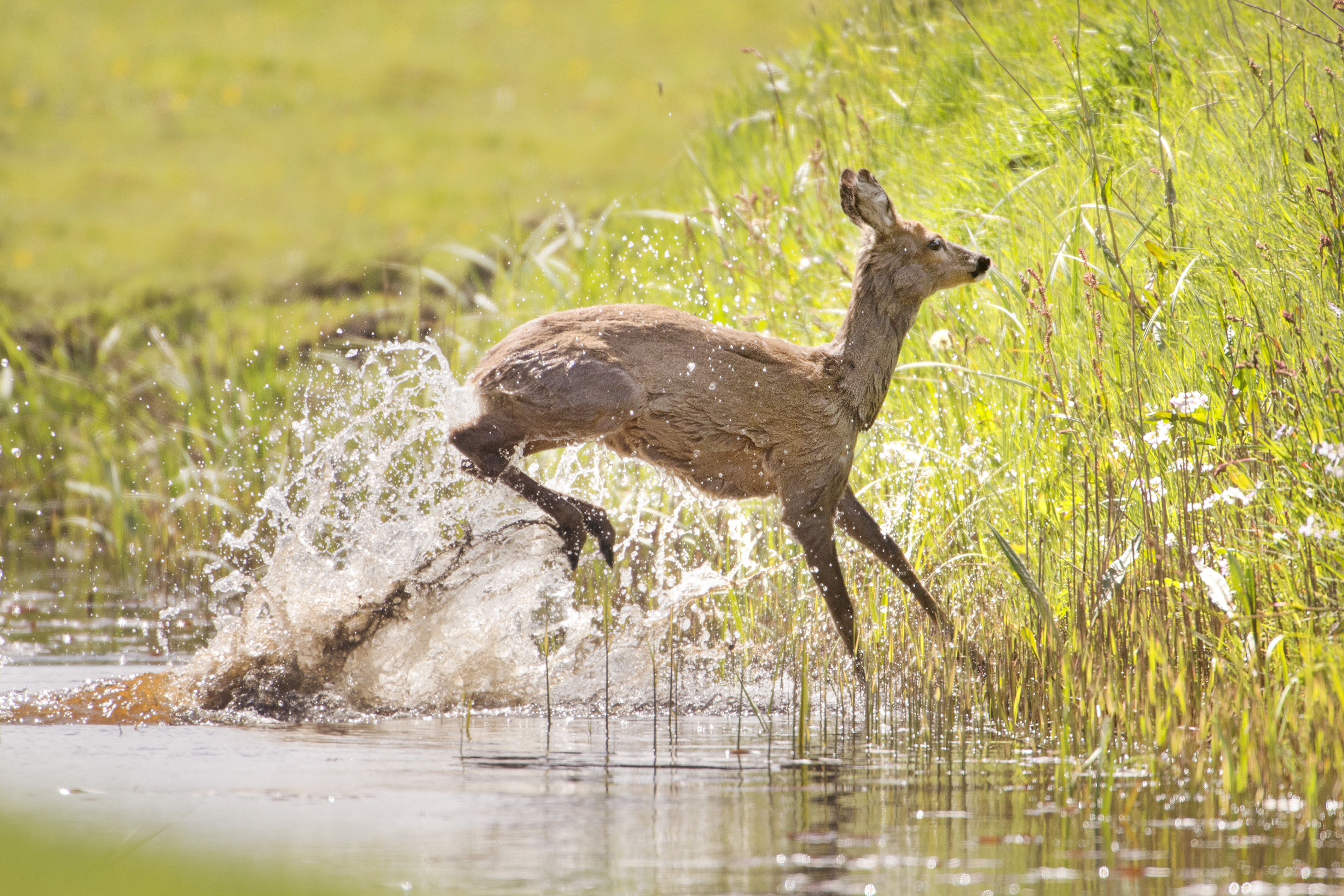 Een ree maakt zich uit de voeten. Foto: Marcel van Kammen, Nature in Stock