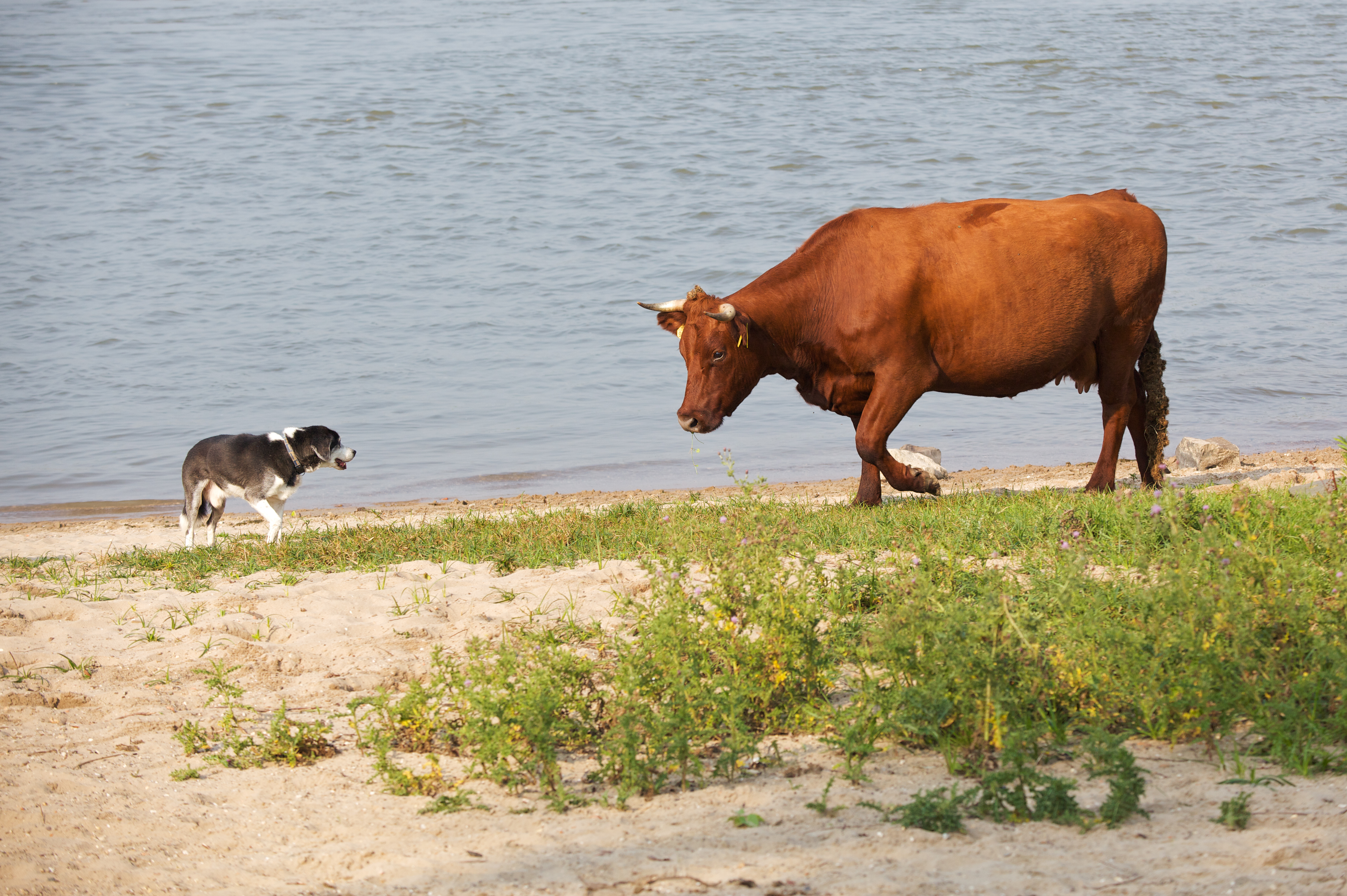 Een rode geus houdt een hond op afstand aan de Waal bij Nijmegen.