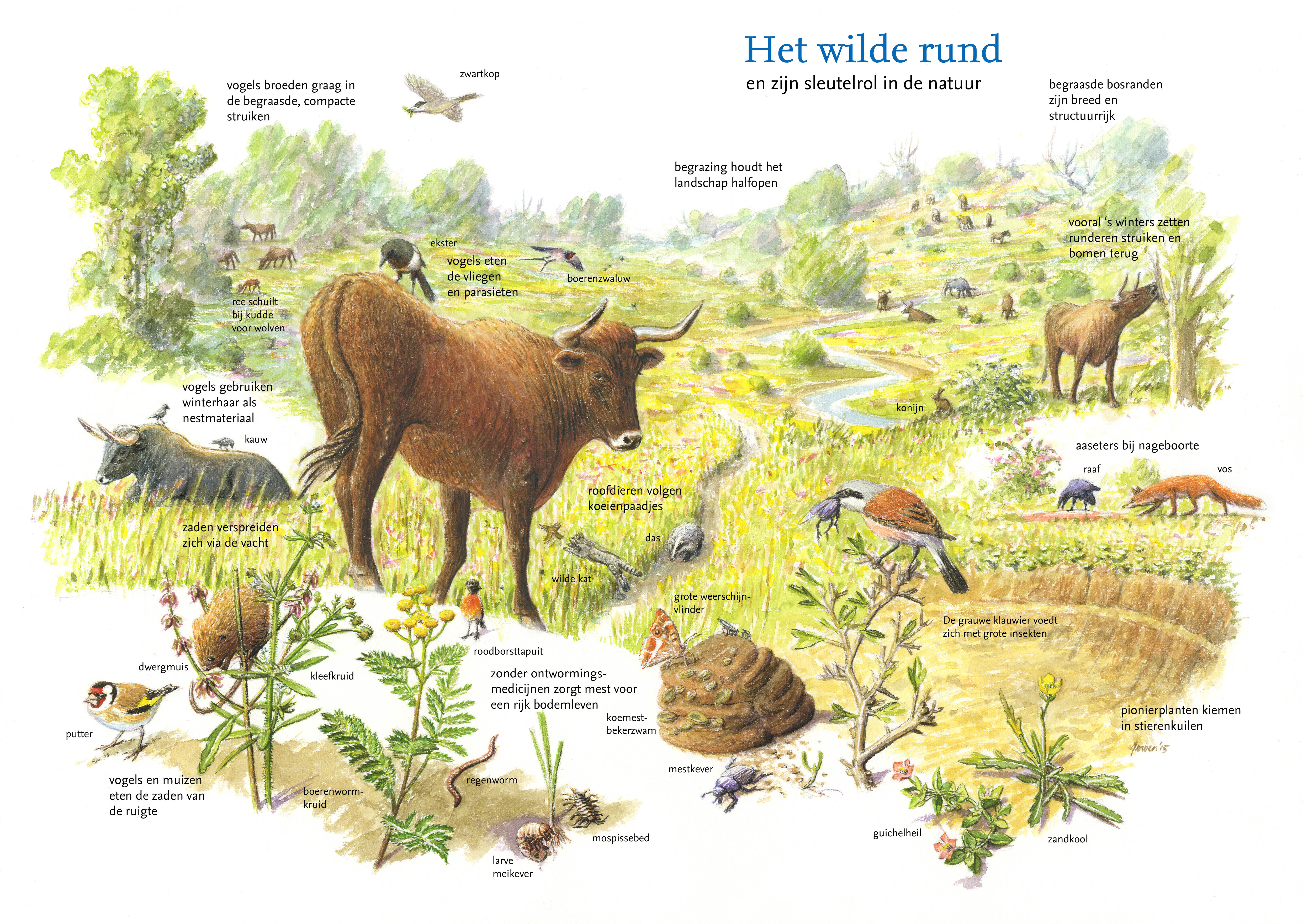 Wild rund en zijn sleutelrol in de natuur
