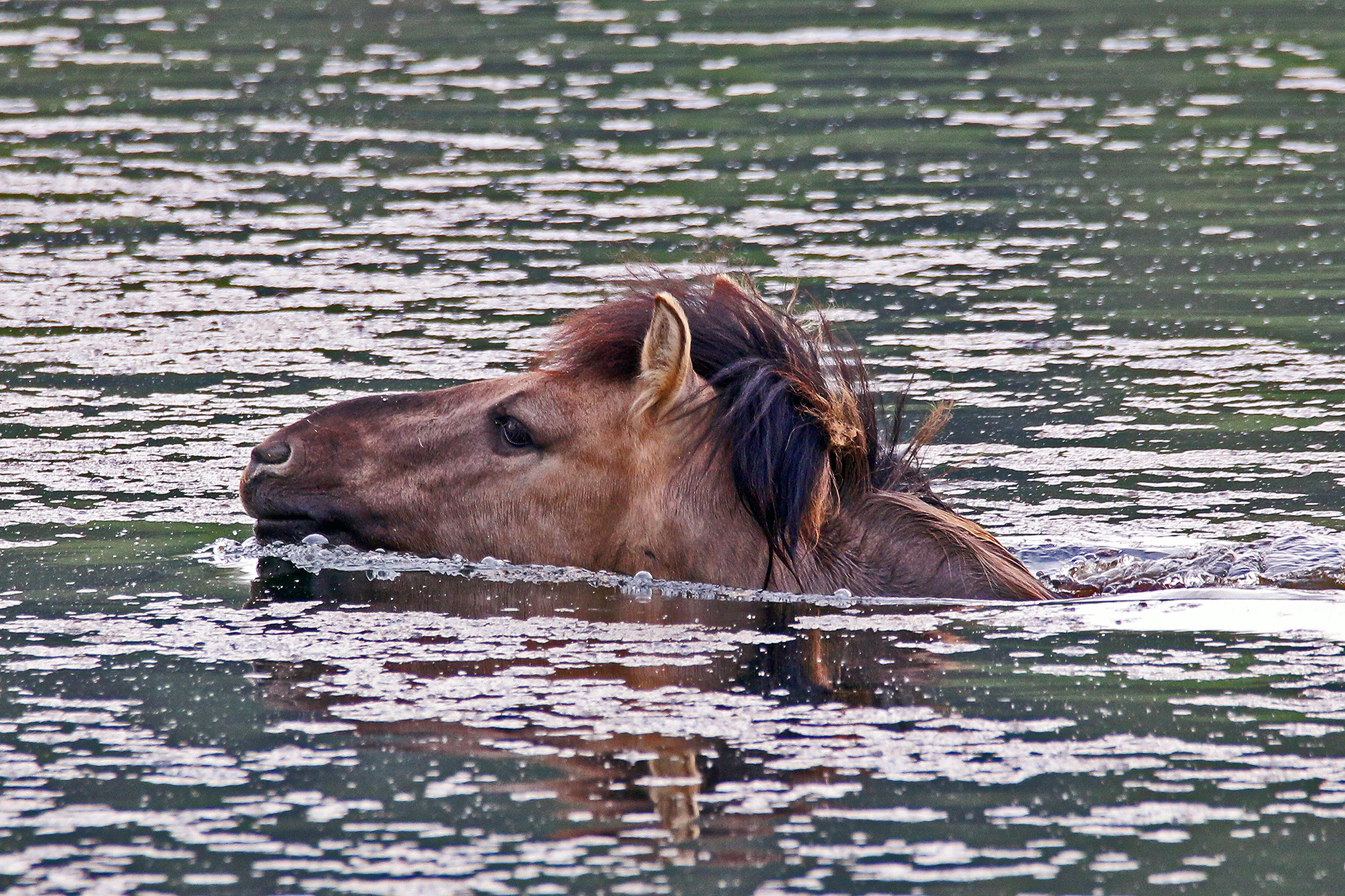 Zwemmende konikhengst. Foto: Jo Smeets