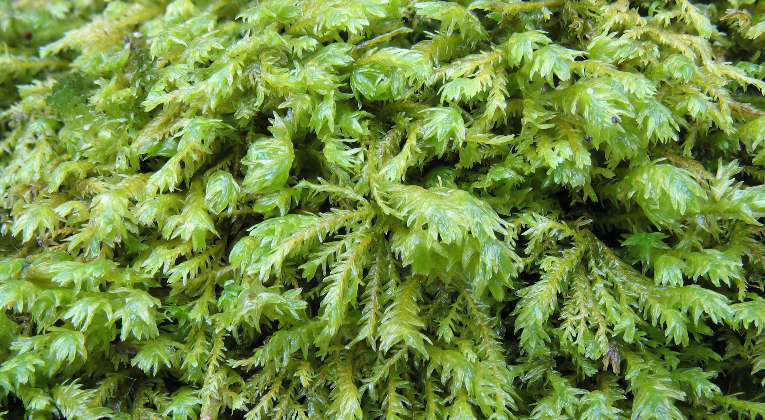 Klein touwtjesmos © Henk Siebel