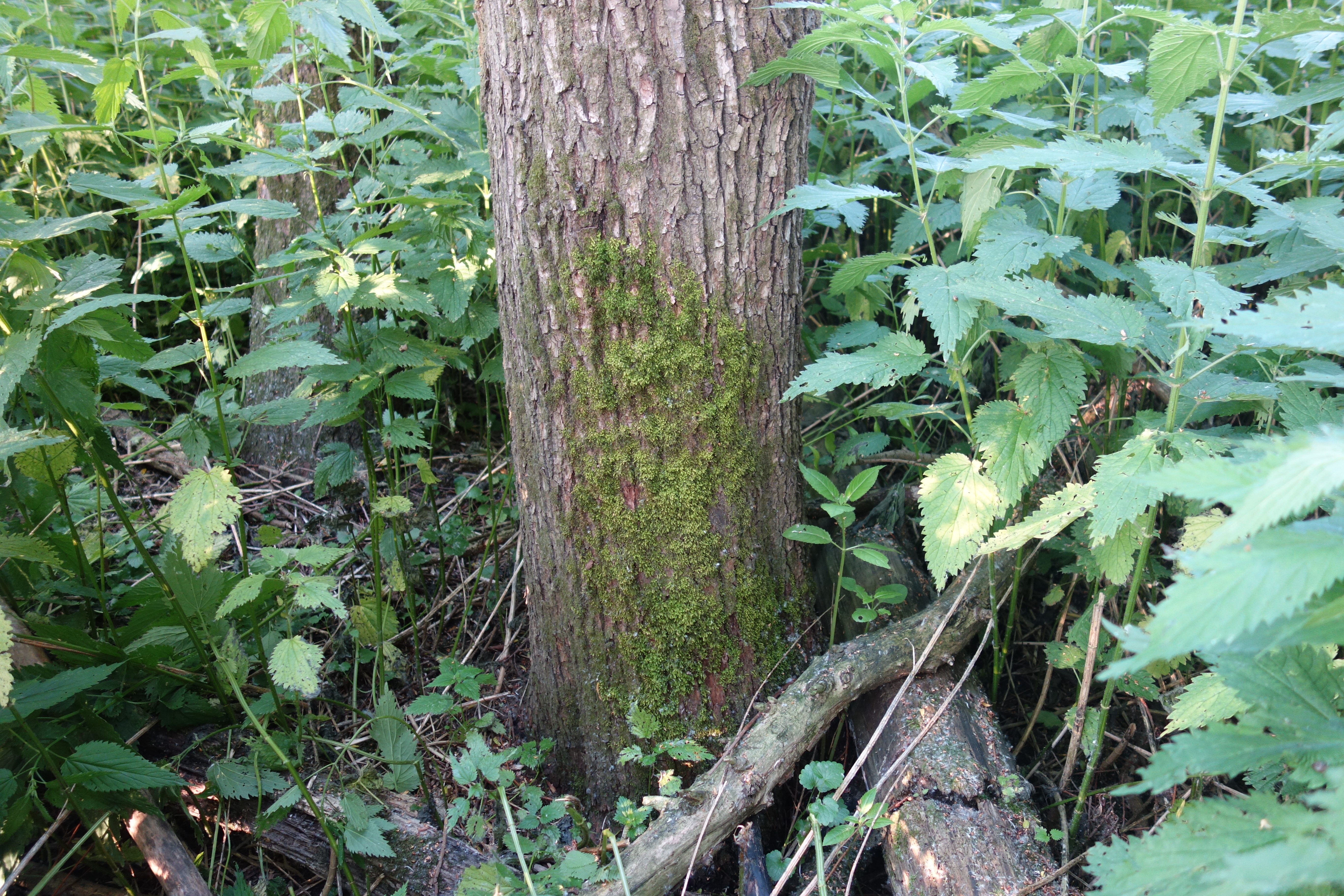 Klein touwtjesmos, foto: Jurgen Nieuwkoop