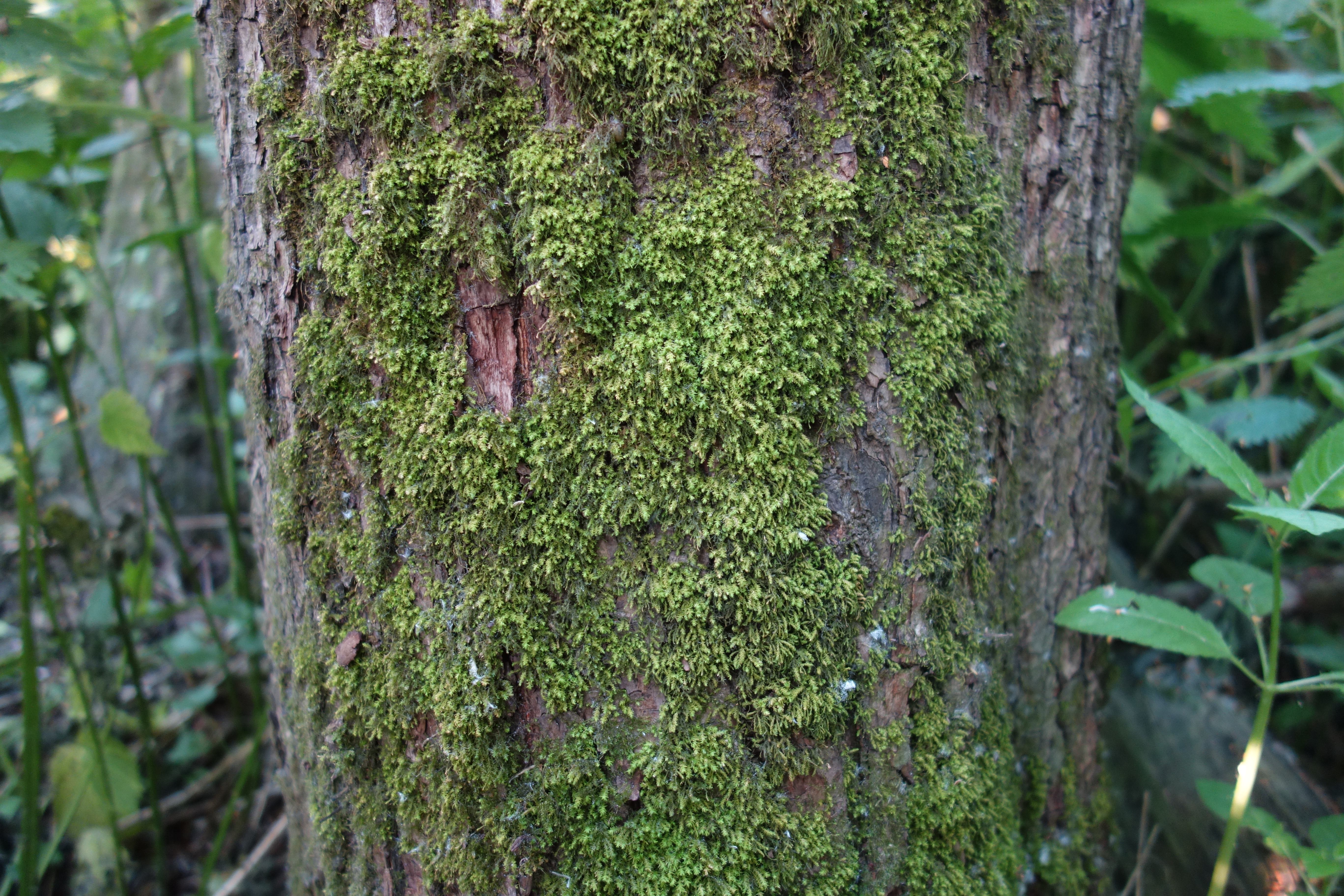 Klein touwtjesmos, foto: Jurgen Nieuwkoop