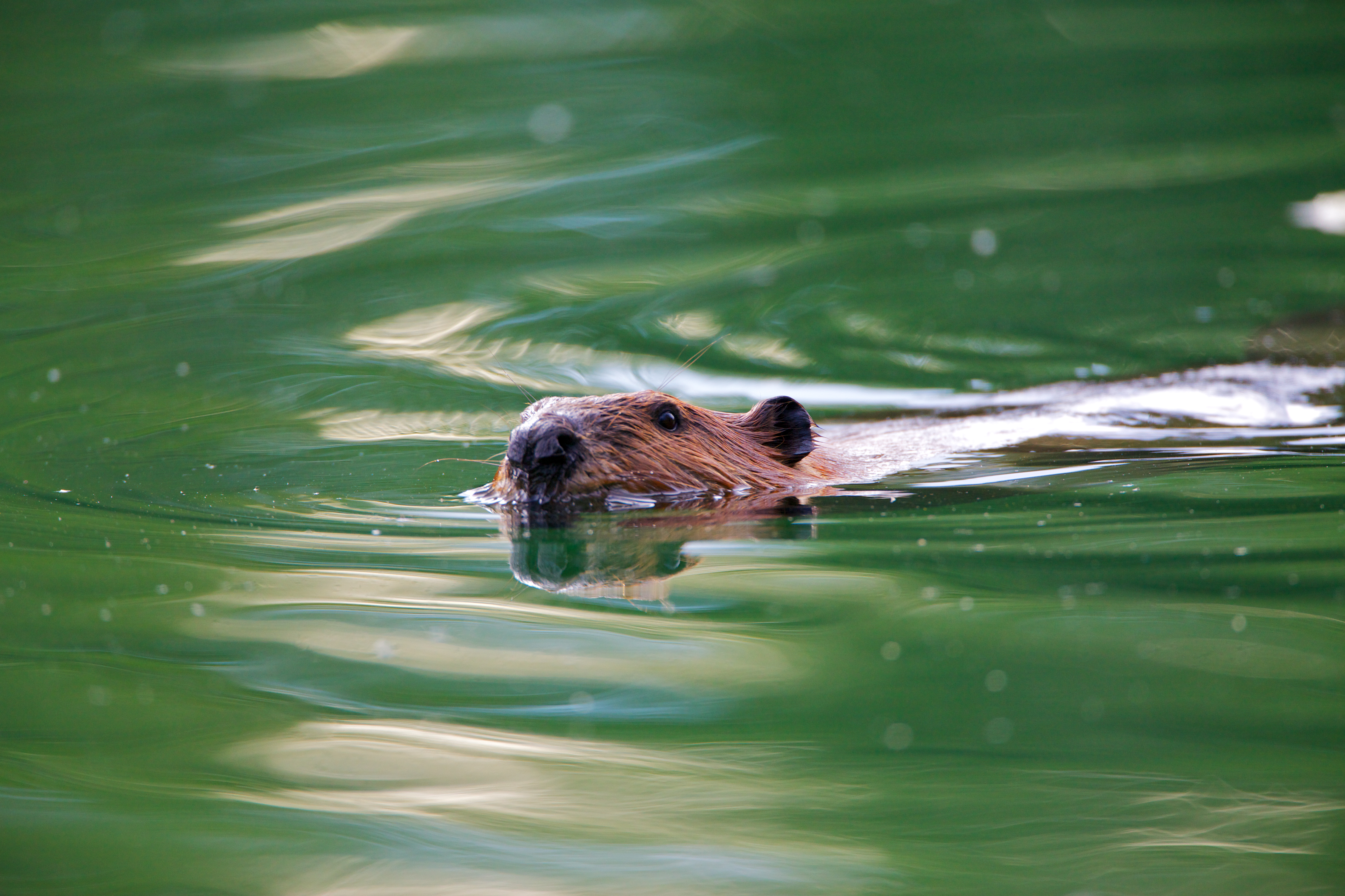 De bever, een sleutelsoort in natte natuur