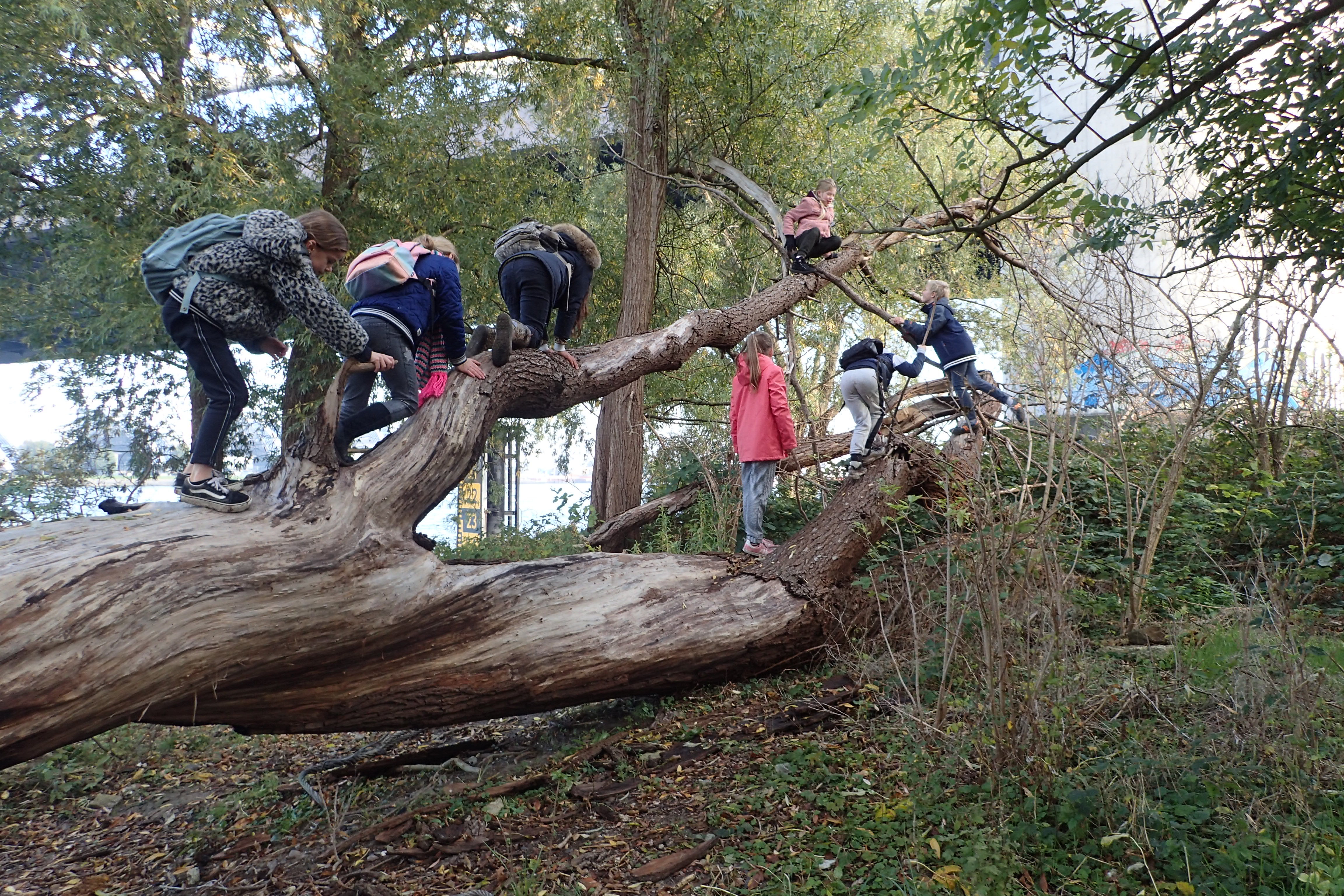 Het Rotterdamse Eiland van Brienenoord kent inmiddels al volop getijdenatuur. Foto: Elma Duijndam