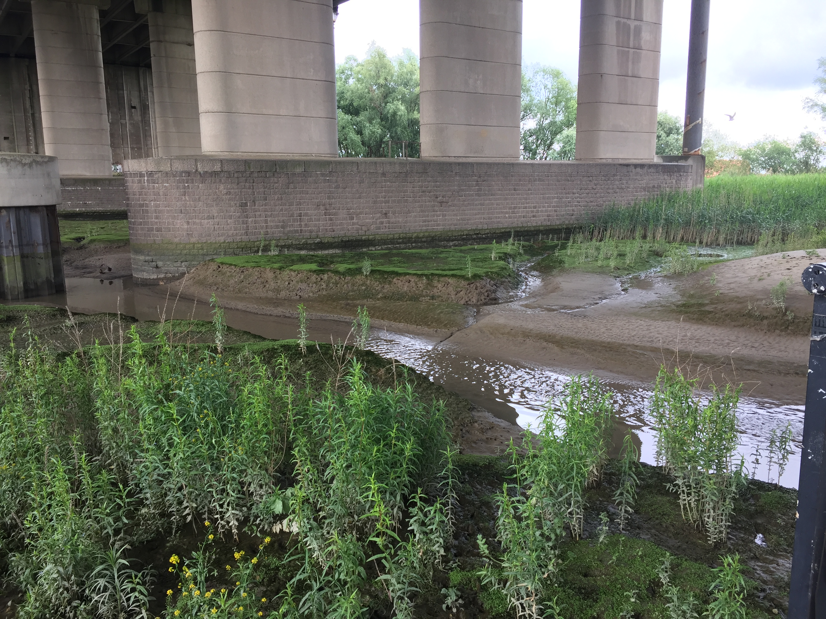 Zoete slikken onder de Brienenoordbrug. Een voorbeeld van (zoetwater-)getijdennatuur in hartje Rotterdam.
