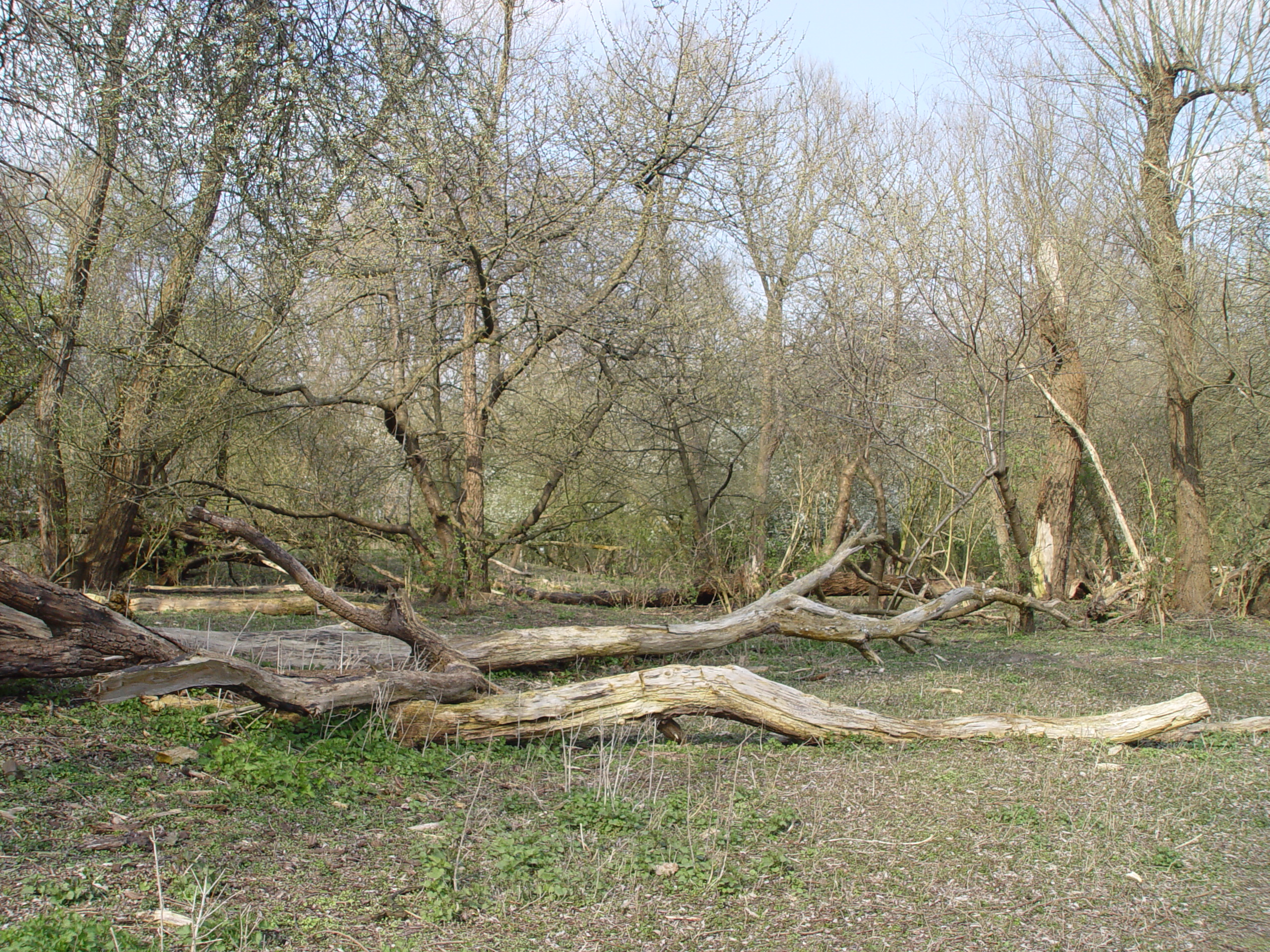 Dood hout dat blijft liggen zorgt voor een explosie van leven. Foto: Esther Linnartz-Nieuwdorp