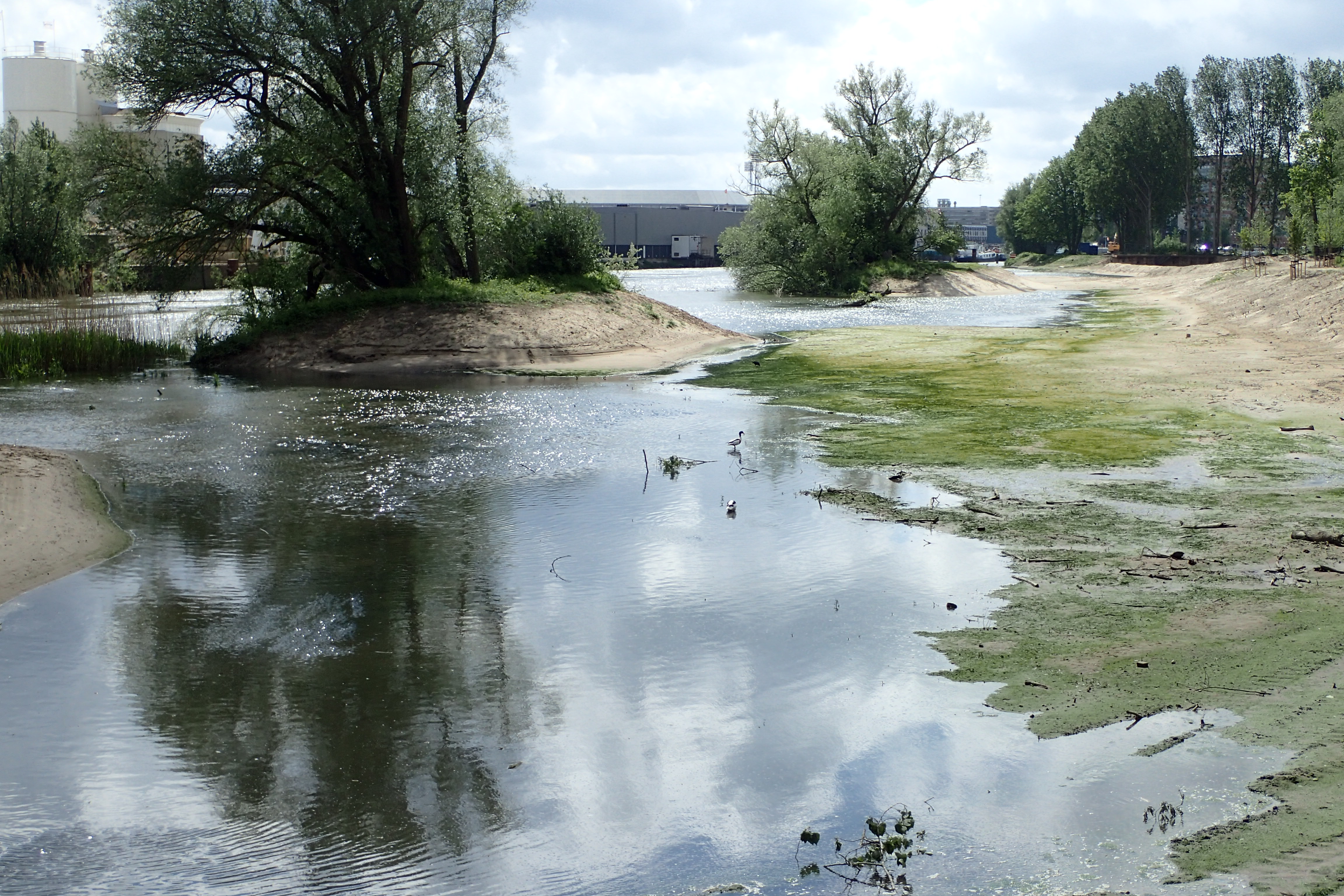 Verwilderen kan ook midden in een wereldstad als Rotterdam. Foto: Elma Duijndam