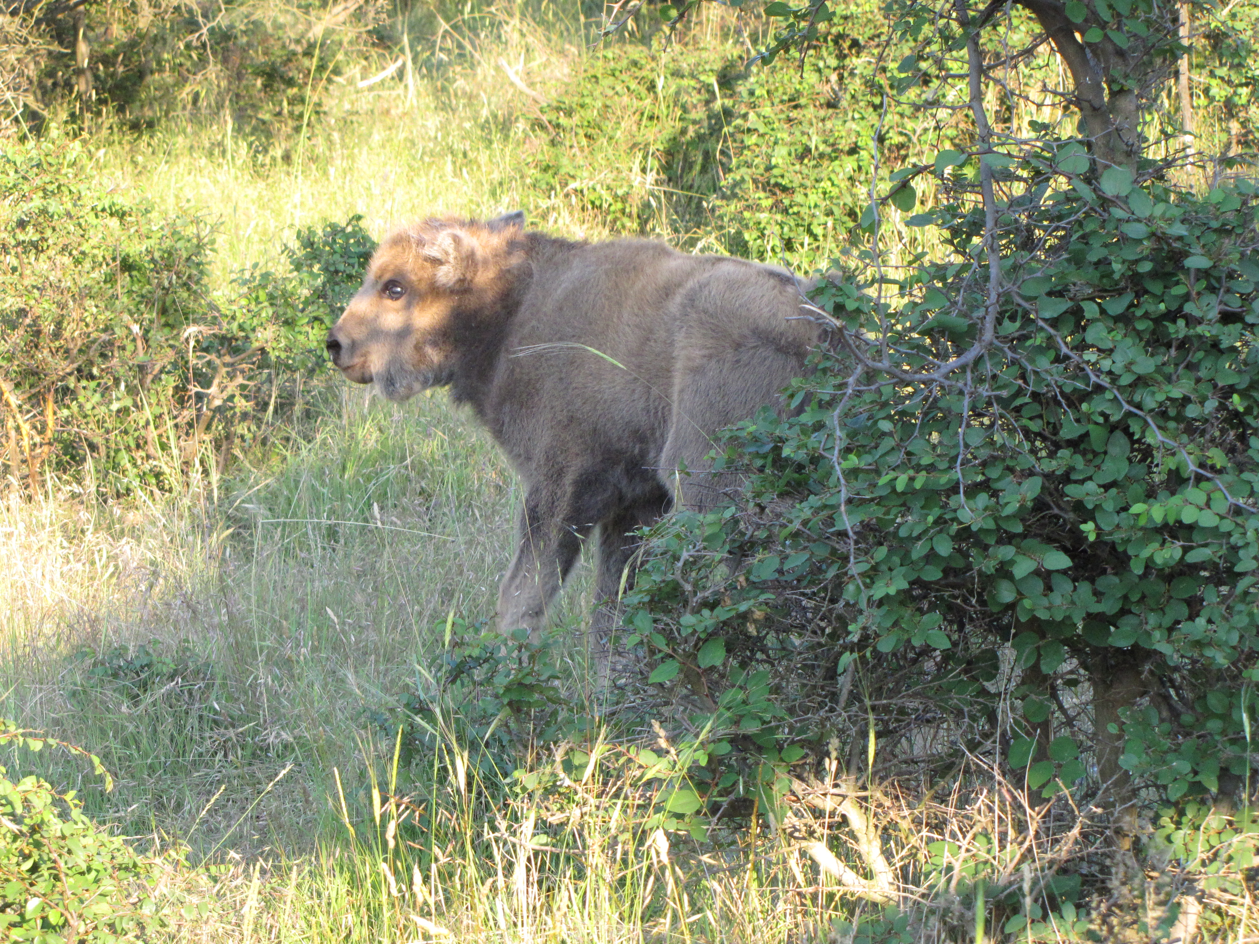 Wisentkalf Rhodopen, foto Hristo Hristov