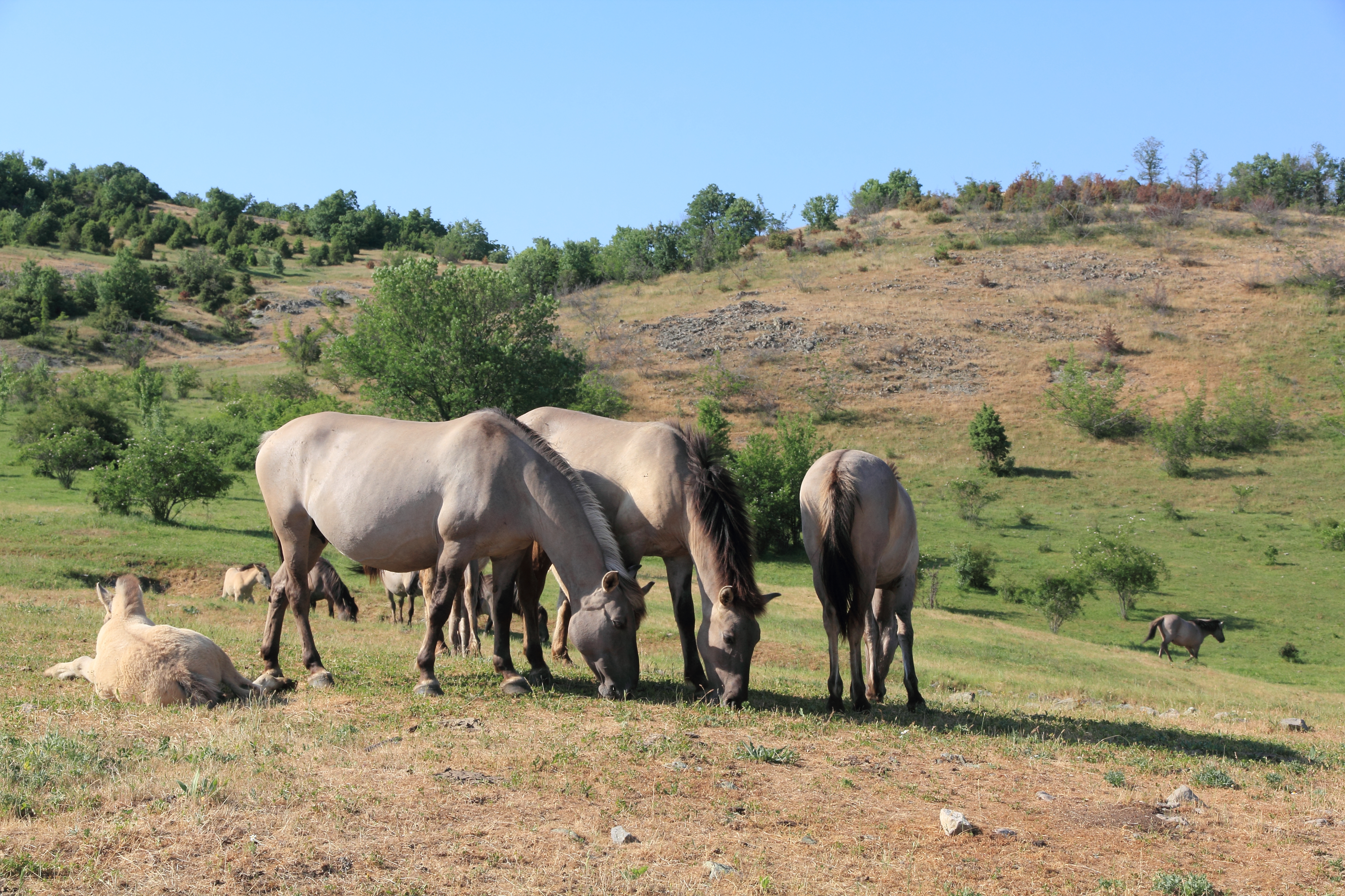 Koniks in de Bulgaarse Rhodopen