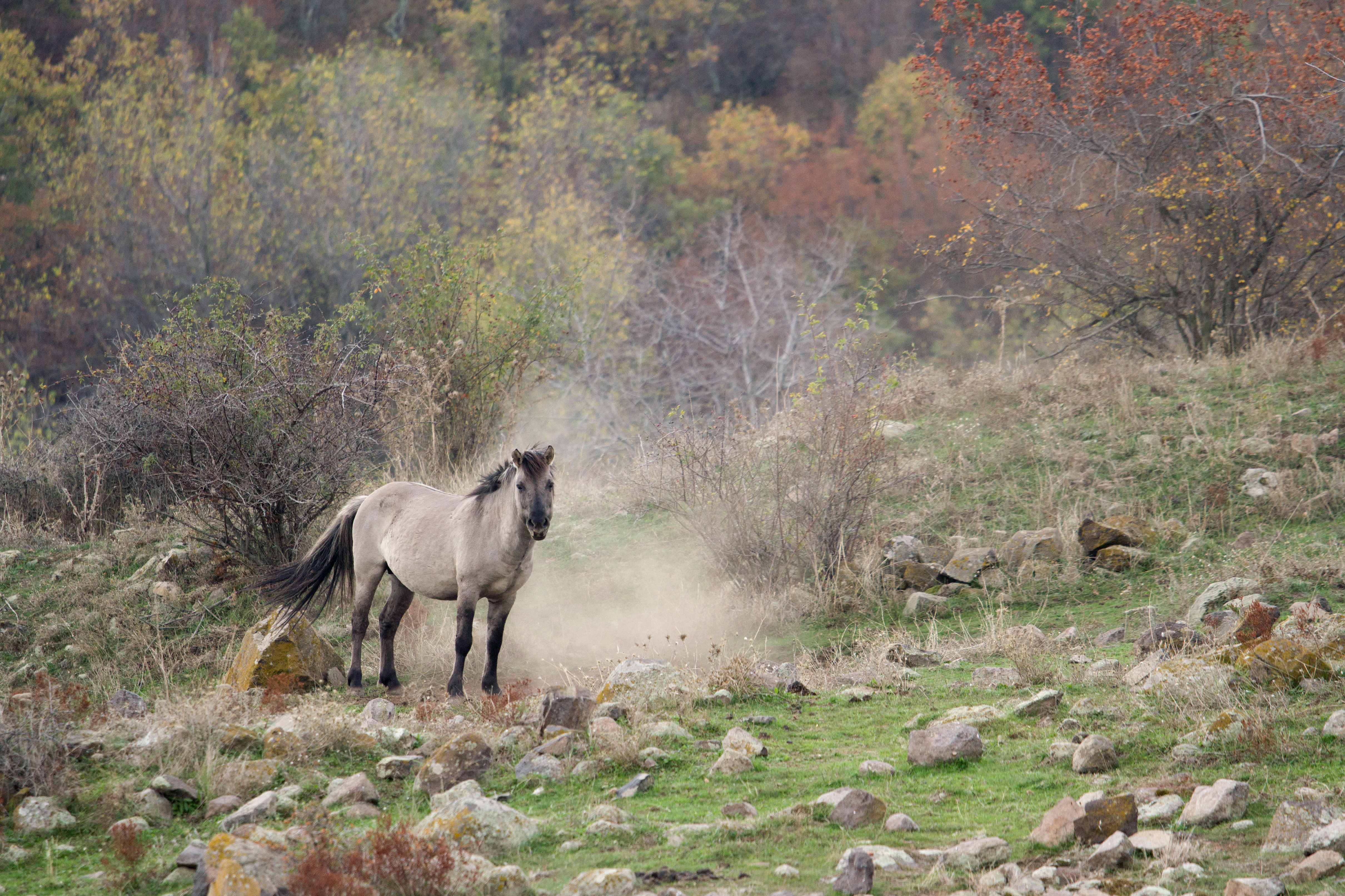 Konikpaard in de Bulgaarse Rhodopen. Foto: Ivo Danchev