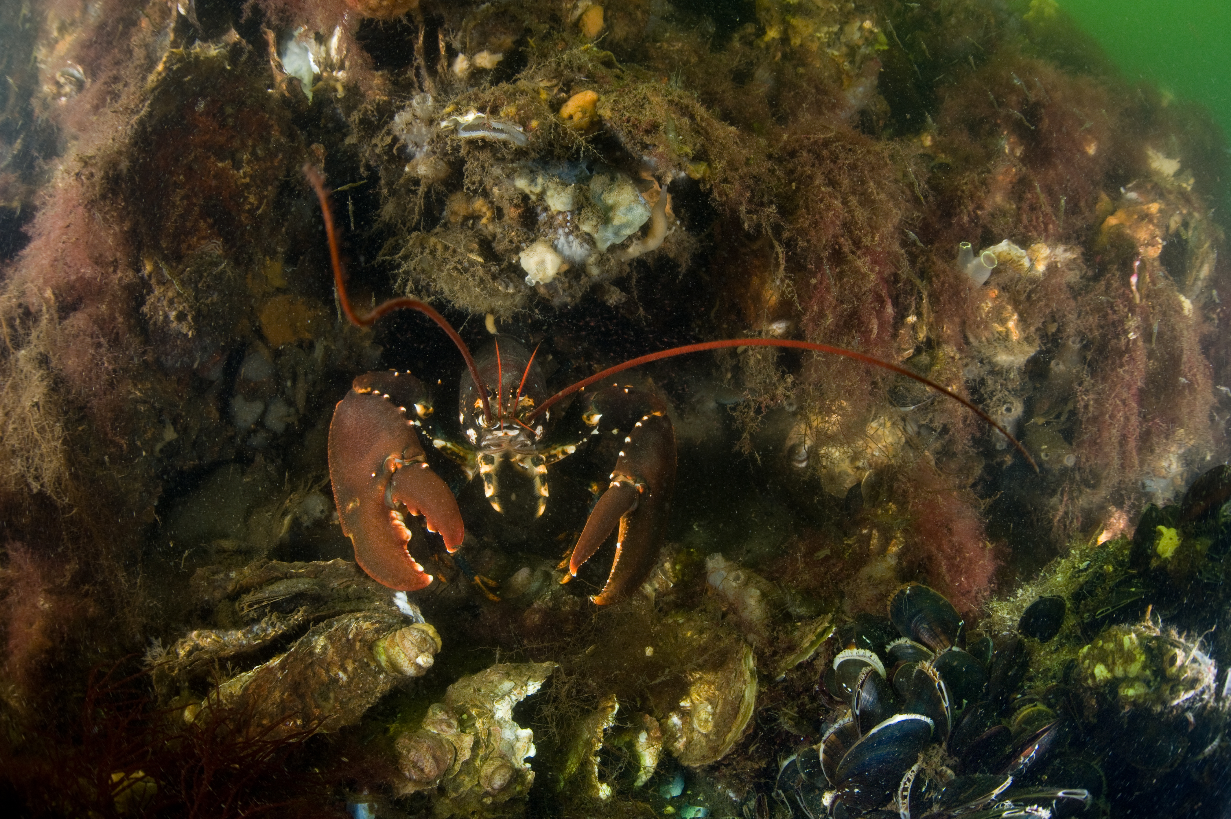 Kreeft op schelpdierbank