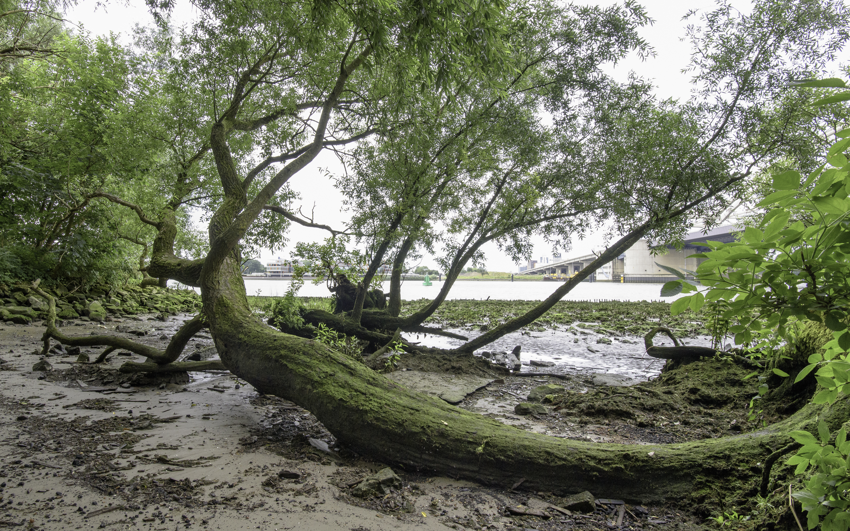 Eiland van Brienenoord. Foto Gert de Graaf