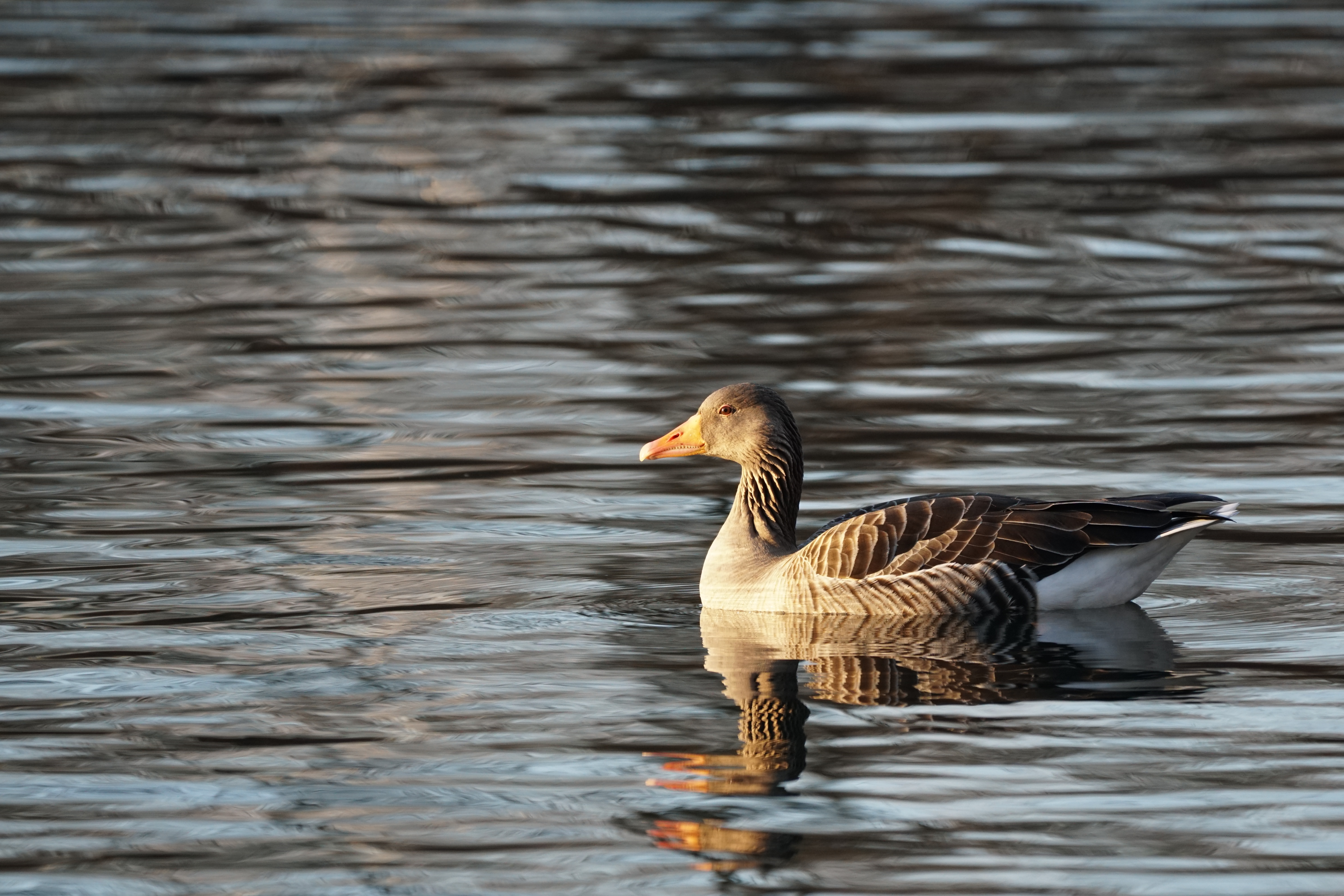 Grauwe Gans