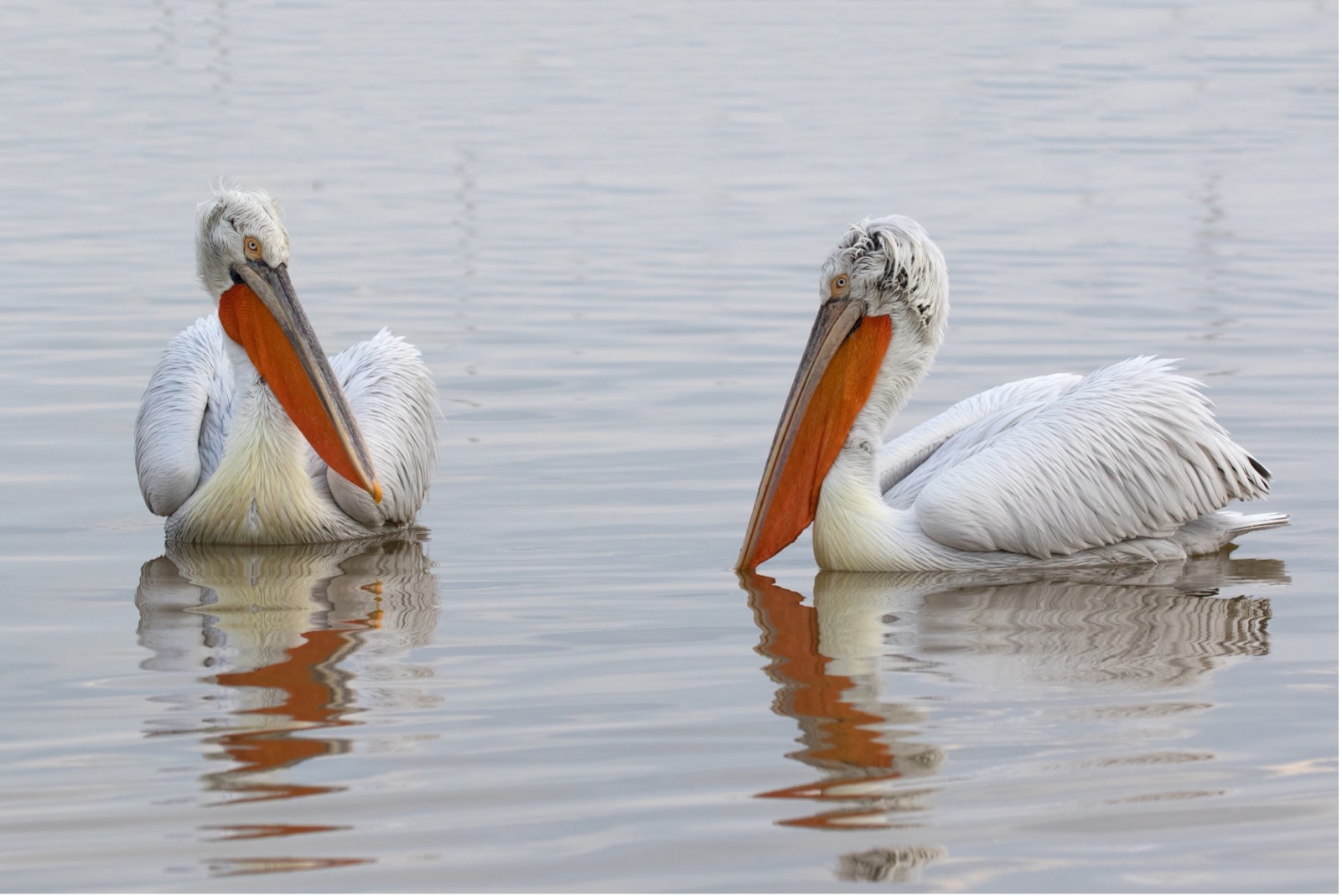 Kroeskoppelikanen in het Kerkini-meer in Griekenland.