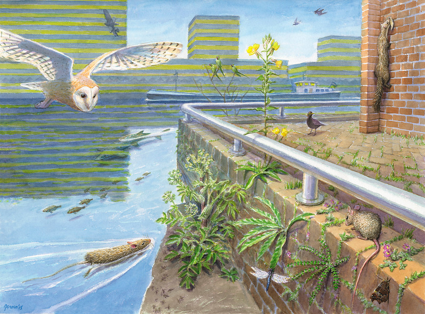 Stadsnatuur, tekening: Jeroen Helmer