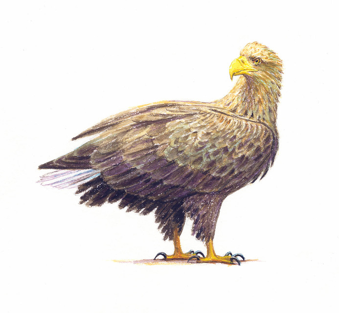 Zeearend, tekening: Jeroen Helmer