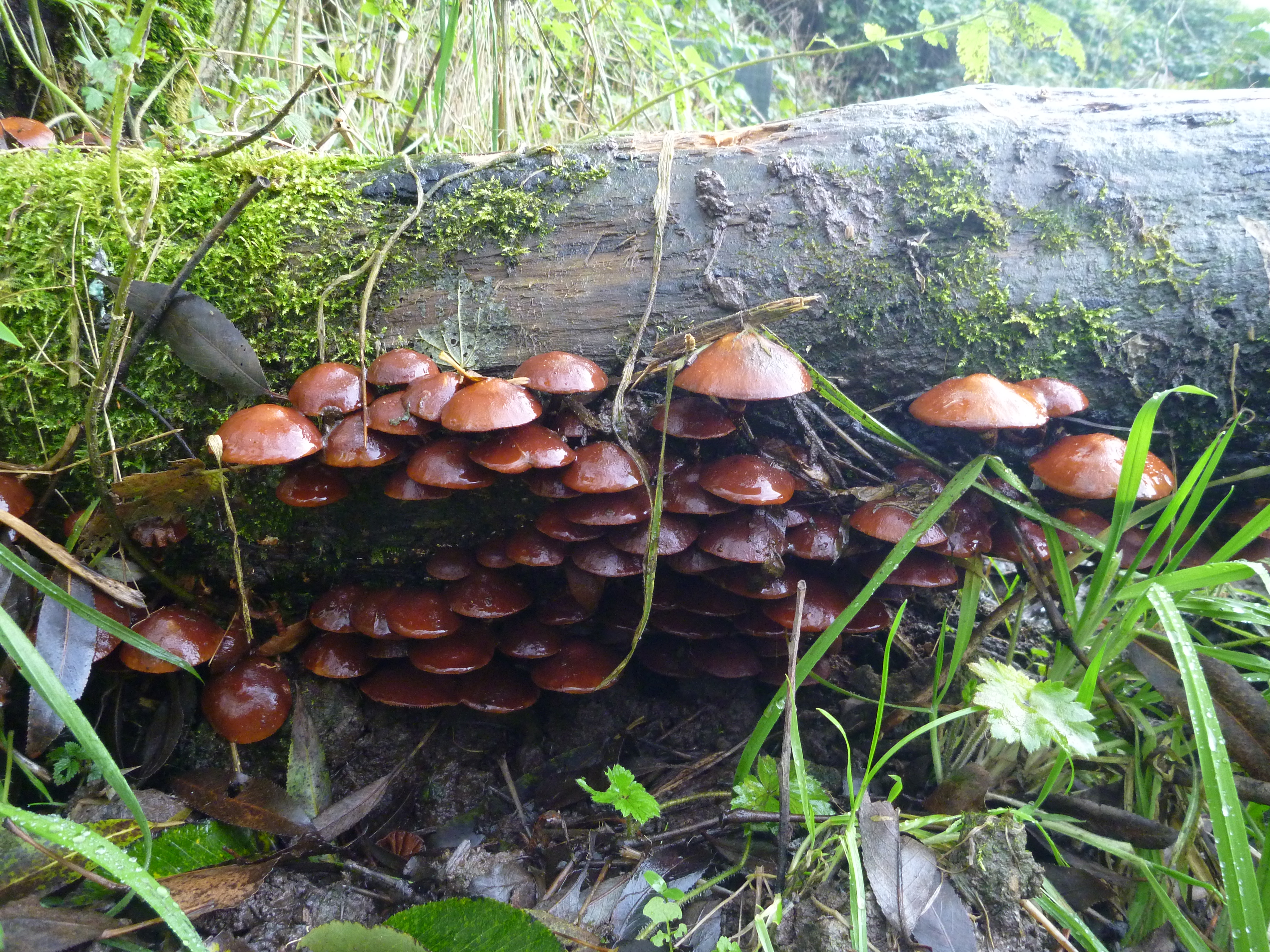 Paddenstoelen op een dode populier. Foto: Esther Linnartz-Nieuwdorp