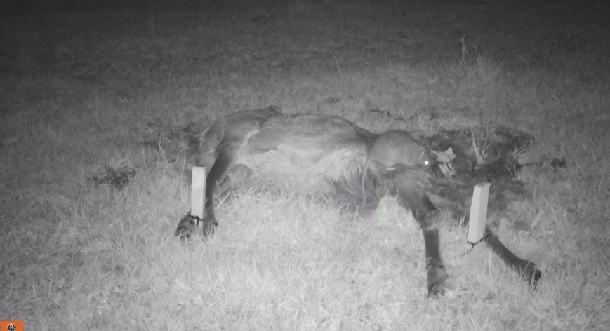 Een bruine rat bij een kadaver in de Biesbosch