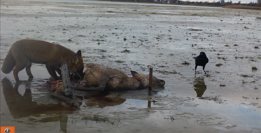 Een vos en een zwarte kraai bij een kadaver in het Markiezaat