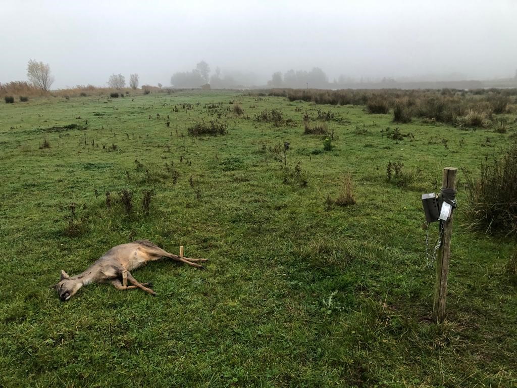 Een wildcamera opstelling in de Biesbosch