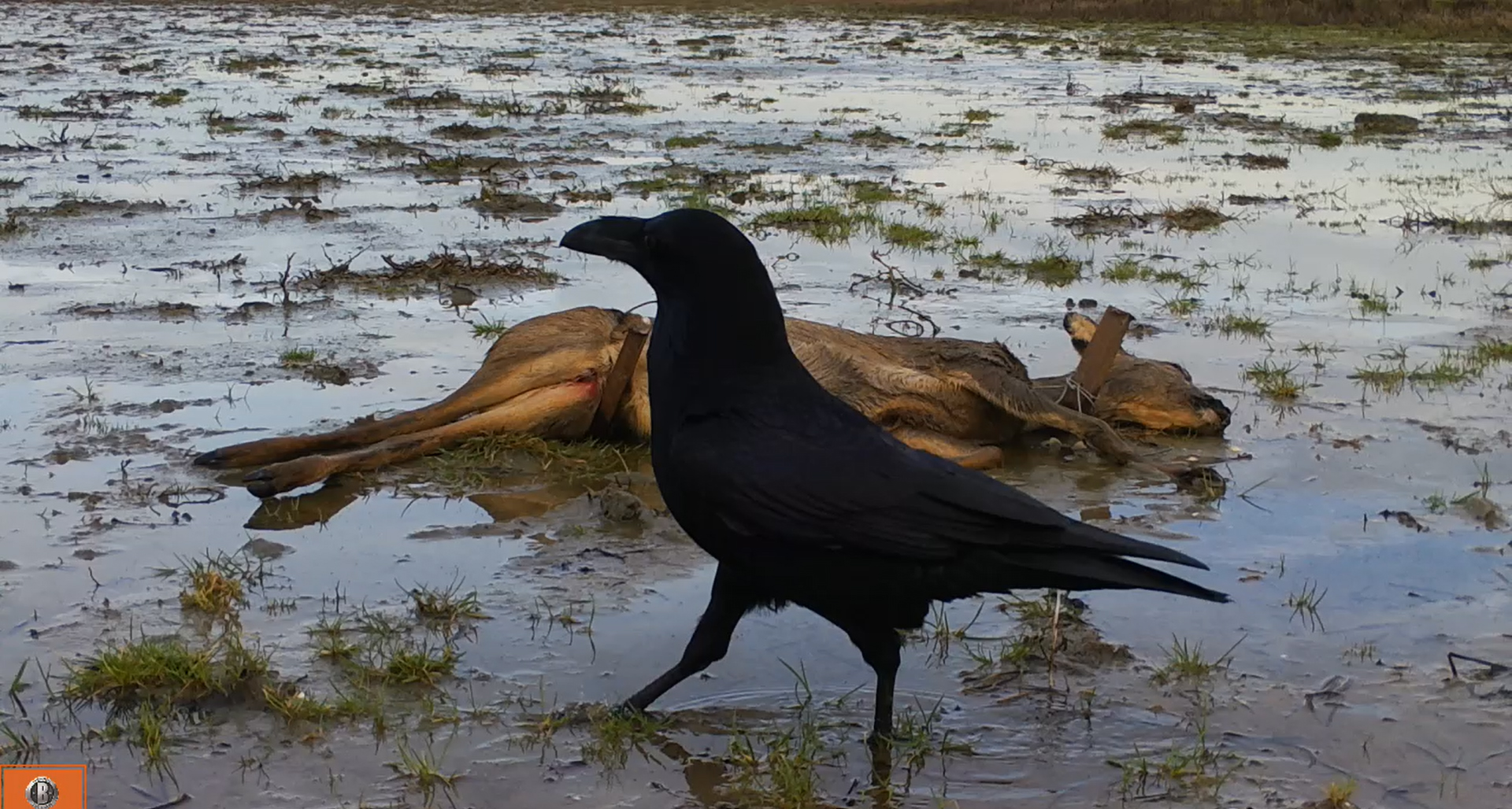 Een raaf bij een kadaver in het Markiezaat