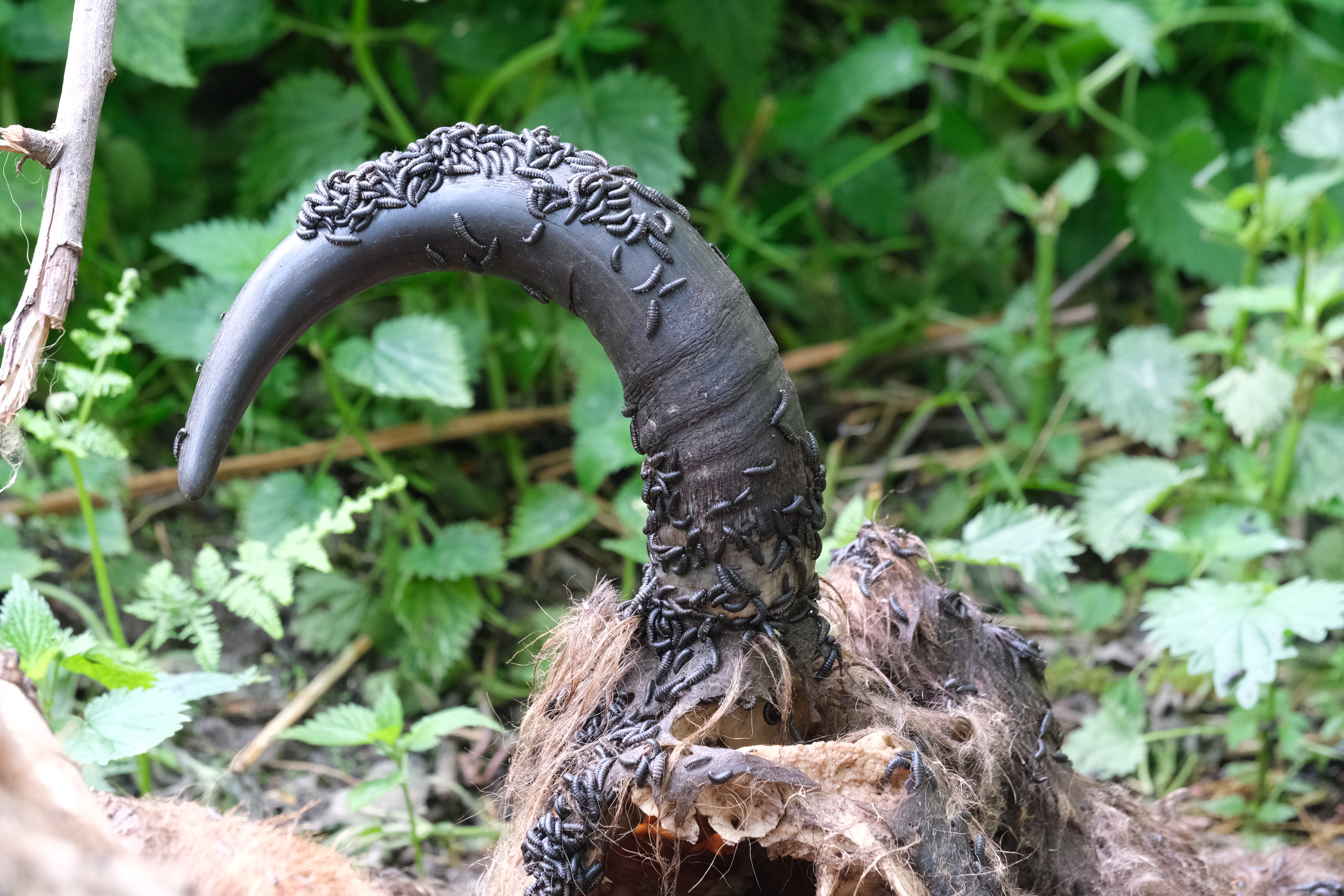 Dood doet weer leven op de Slikken van de Heen. Honderden aaskeverlarven laten zich zien. Foto: Esther Linnartz-Nieuwdorp, FREE Nature