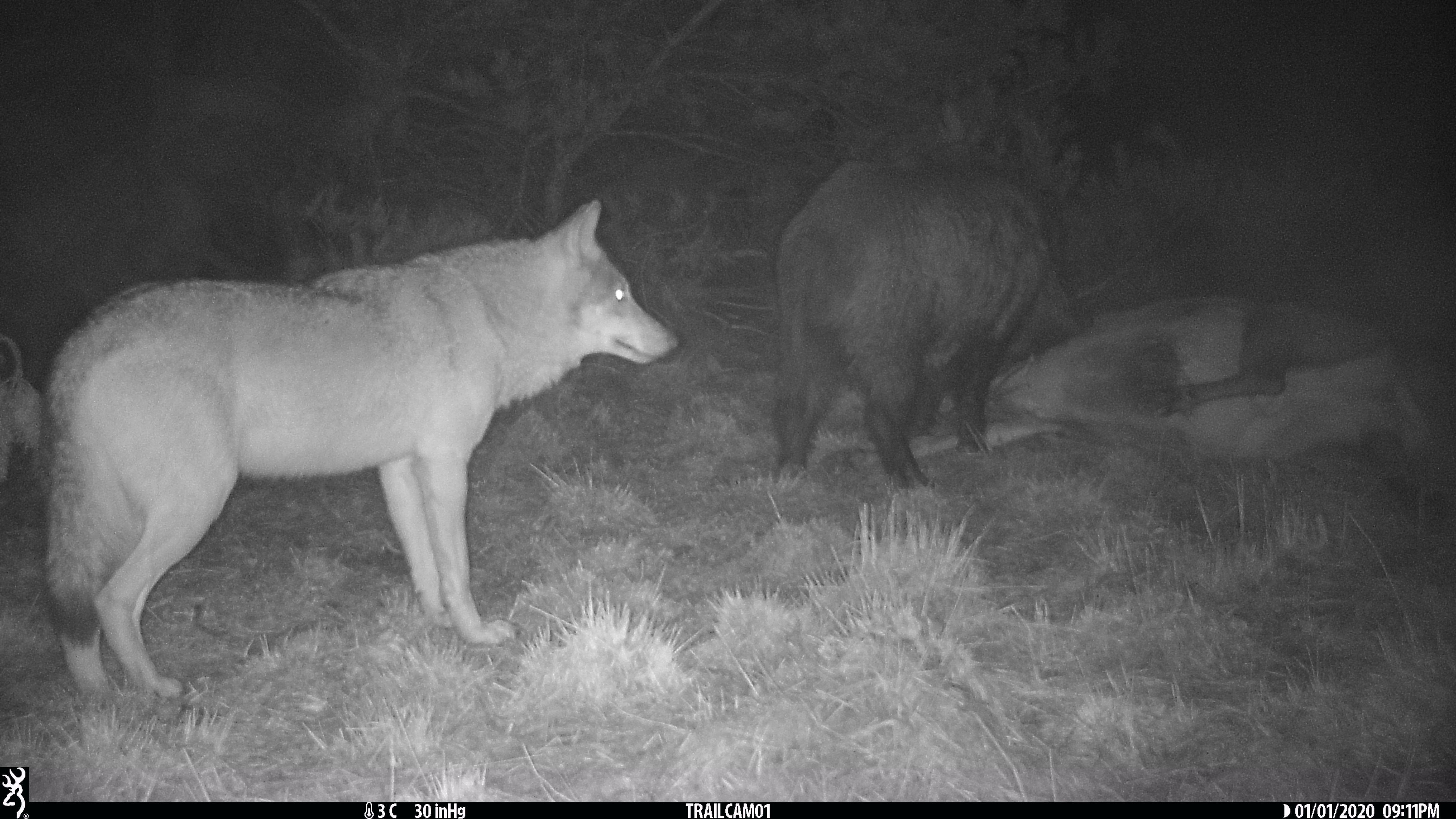 Wolf blijft op afstand