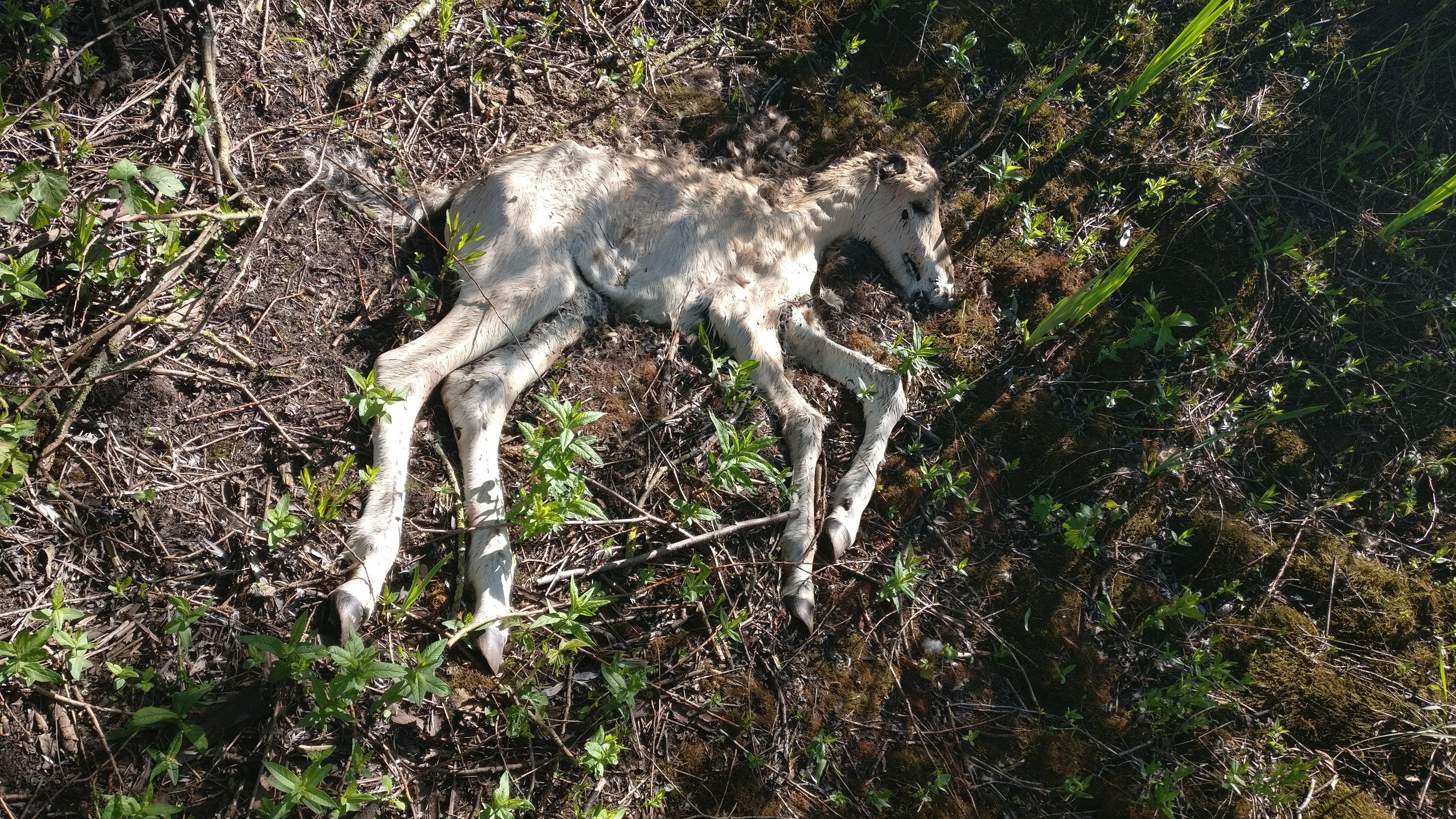 Doodgeboren konikveulen dat niet kan worden verwijderd wordt opgenomen in de natuur