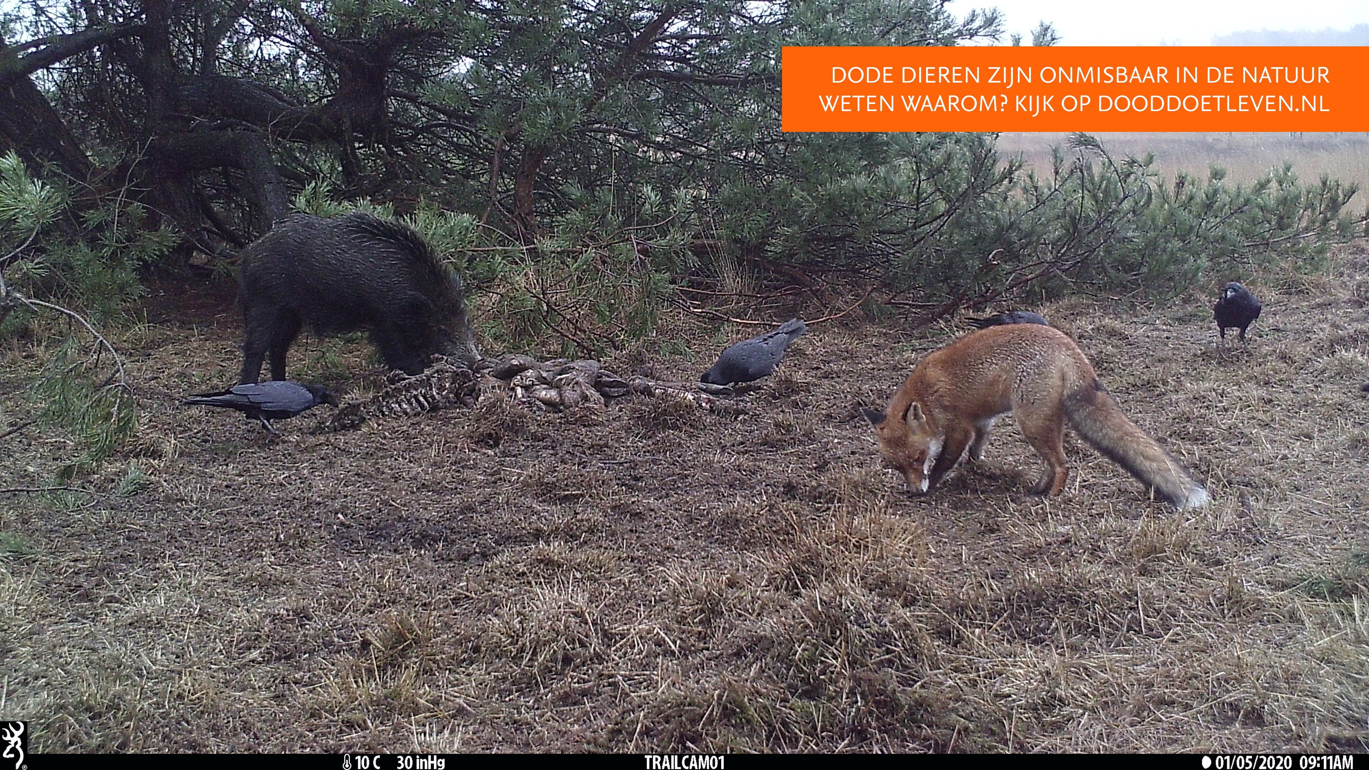 Aasetende raven en wild zwijn. De vos houdt afstand.