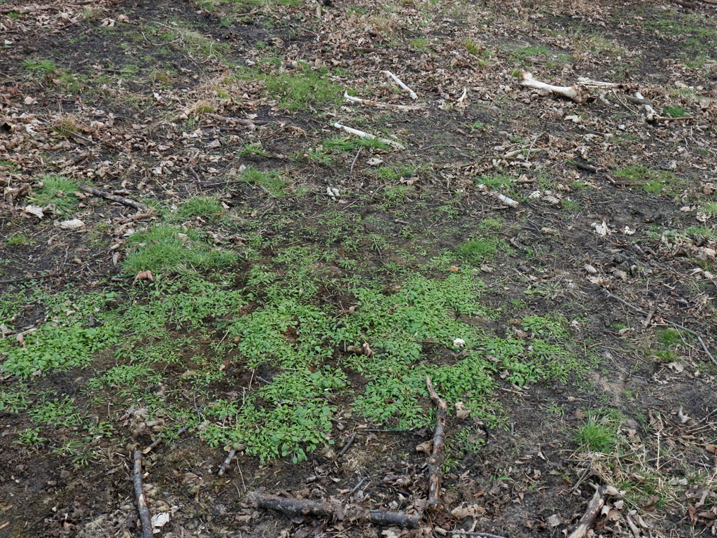 Het sterfbed van een wisent. De vorm van de romp wordt na verloop van tijd zichtbaar doordat er een zee van winterpostelein kiemt.