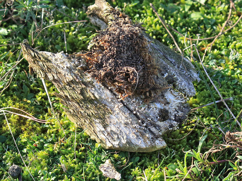 Verweerde paardenhoef met vogelveerzwam