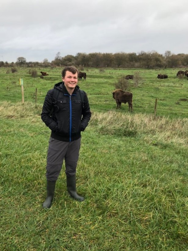 Stagiair Mathijs Dejong, op bezoek bij de wisenten in de Slikken van de Heen