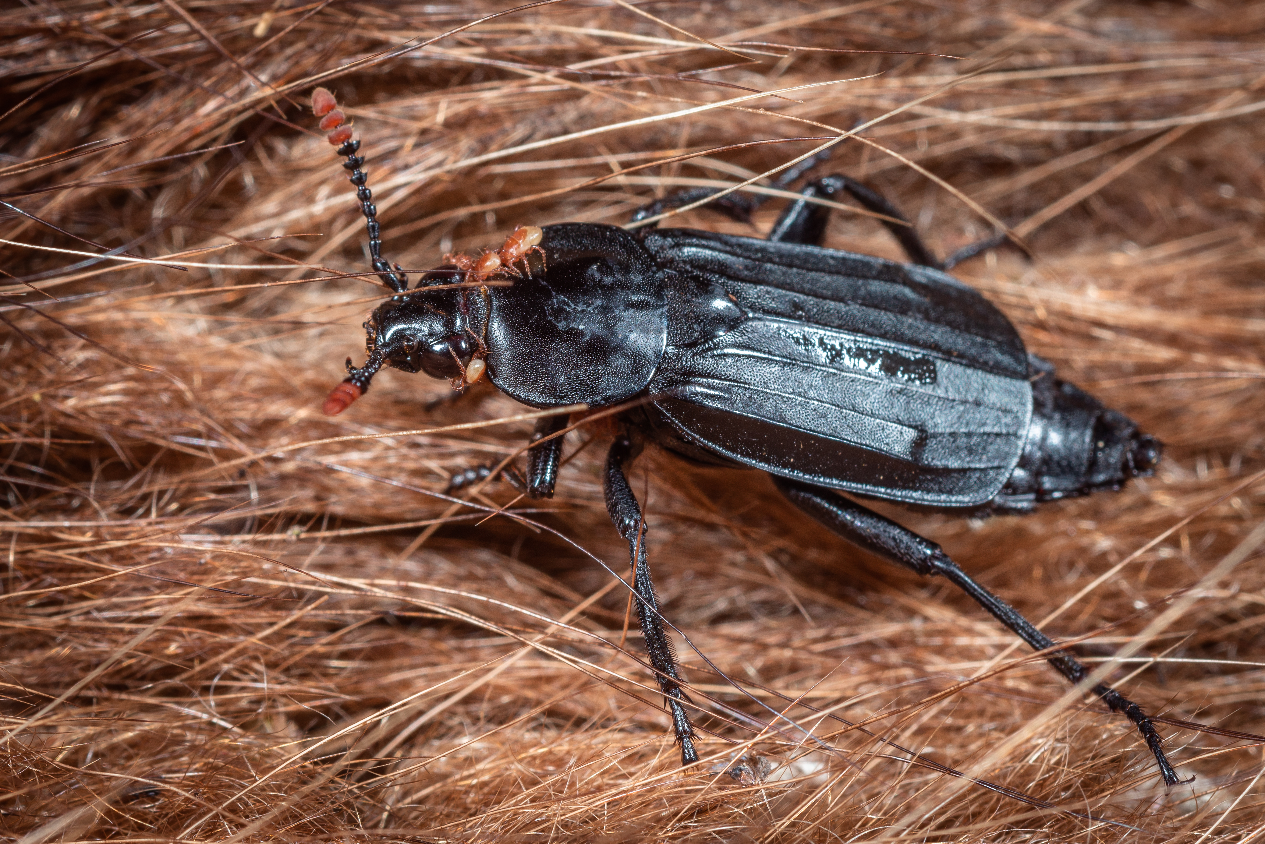 Oeveraaskever. Foto: Fabian Schulting