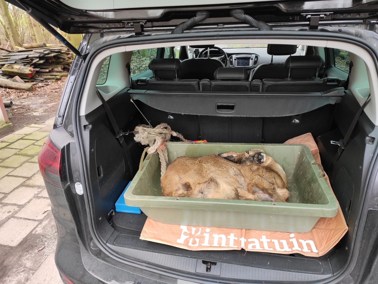 Een doodgereden ree wordt teruggelegd in de natuur. Foto: Silas van Bekkum