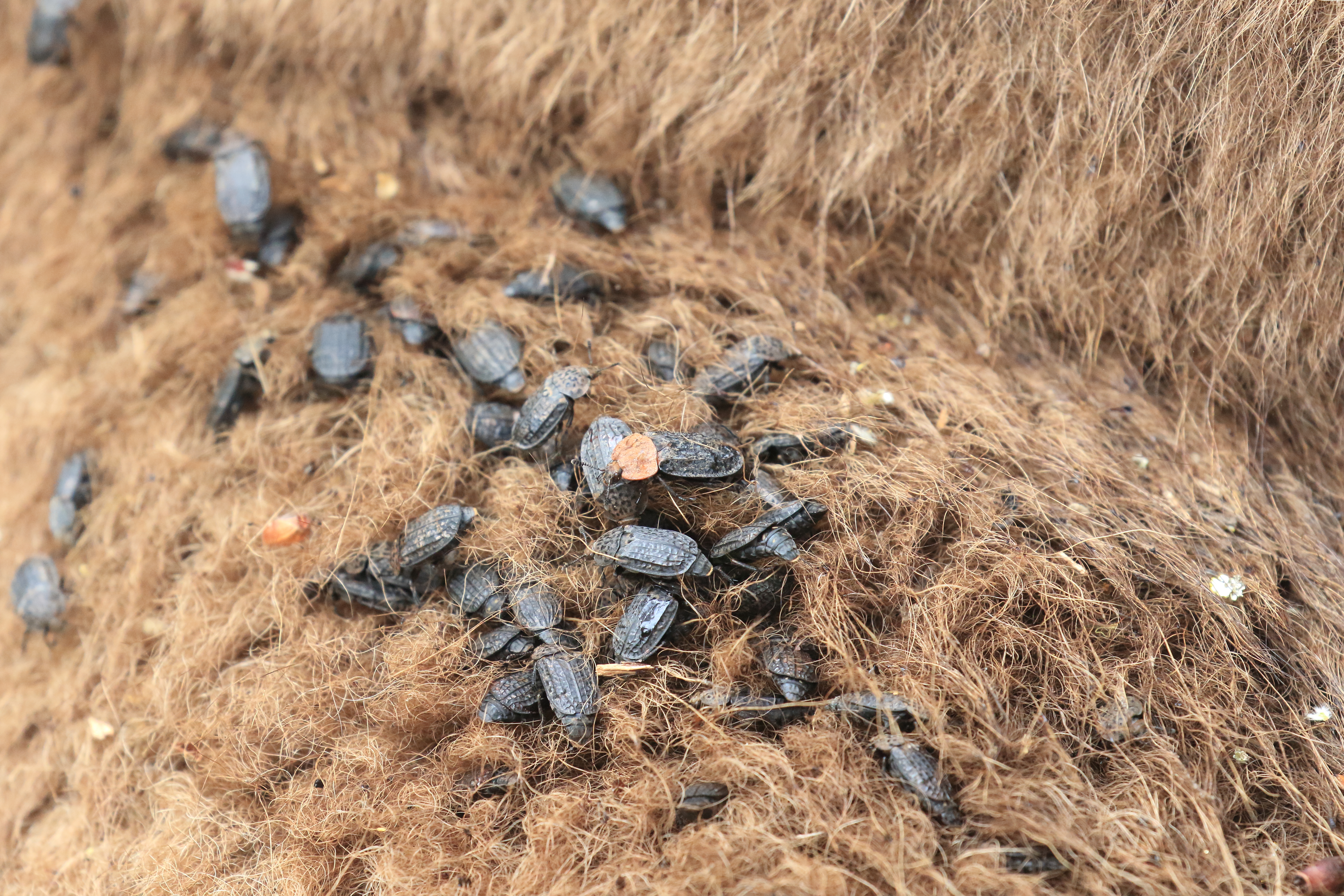 Oranje en rimpelige aaskevers op dode wisent. Foto: Leo Linnartz, ARK Natuurontwikkeling